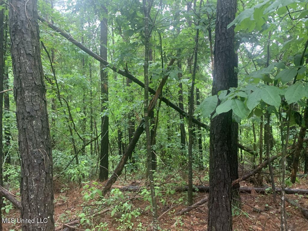 1063 Dry Creek Road Property Photo 5