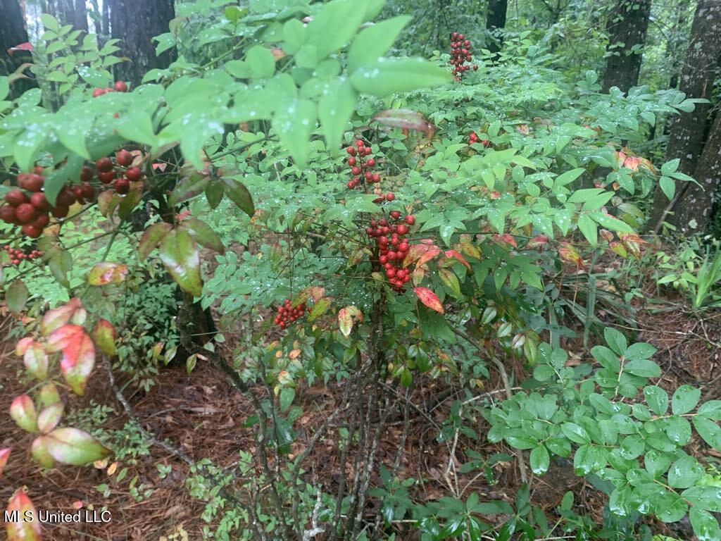 1063 Dry Creek Road Property Photo 11