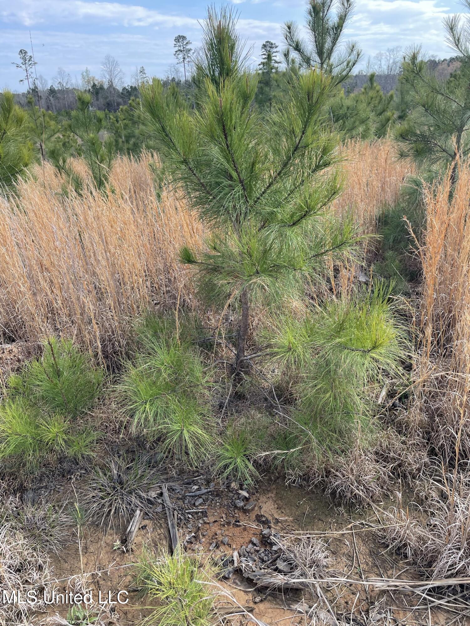 Co Rd 419 Property Photo 8