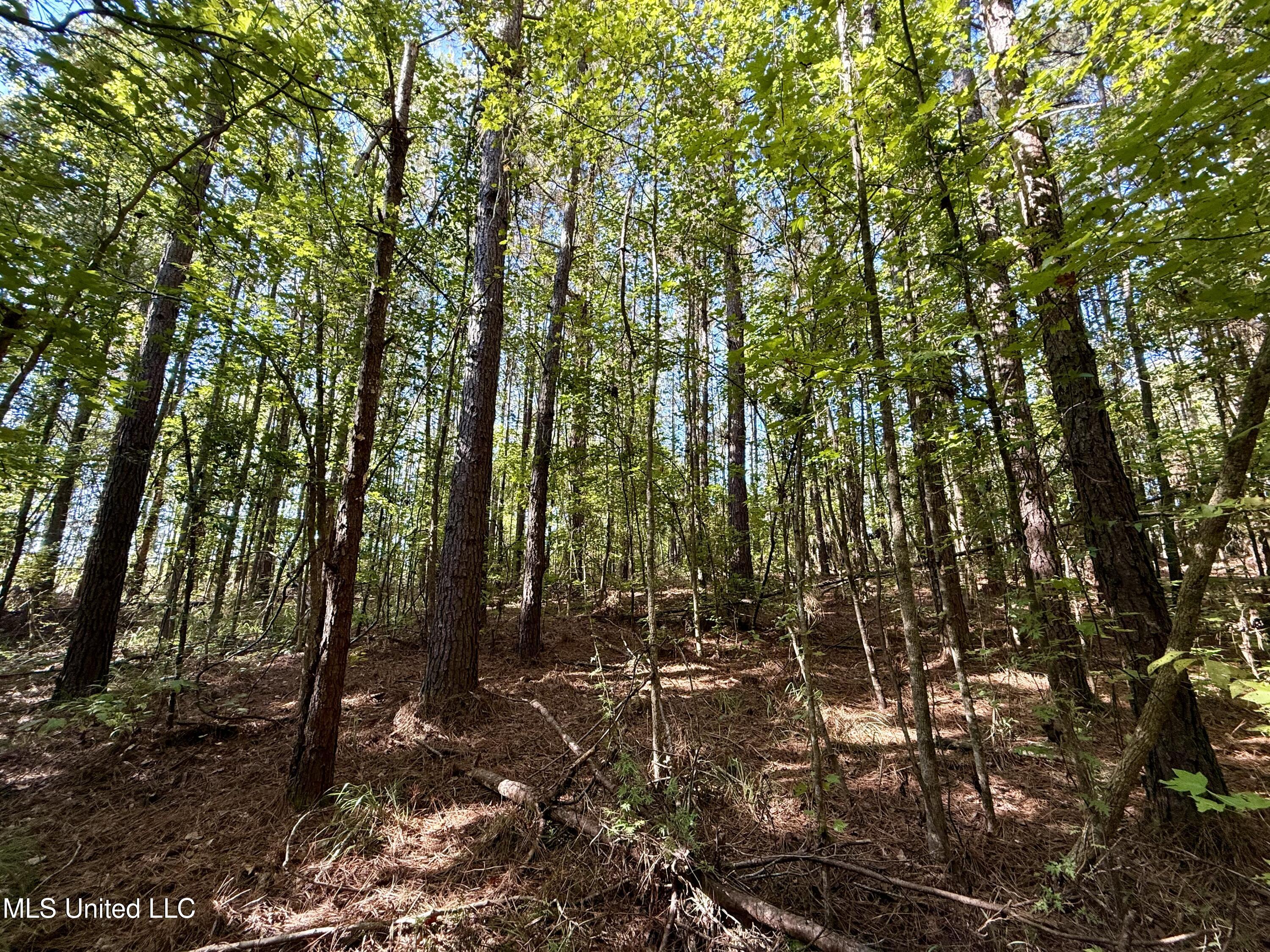 47 Mose Hilliard Road Property Photo 10