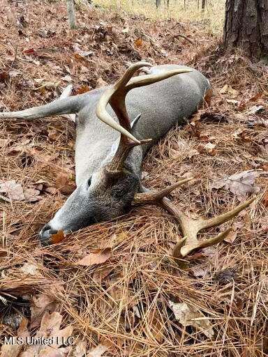 Pine Bluff Road Property Photo 3