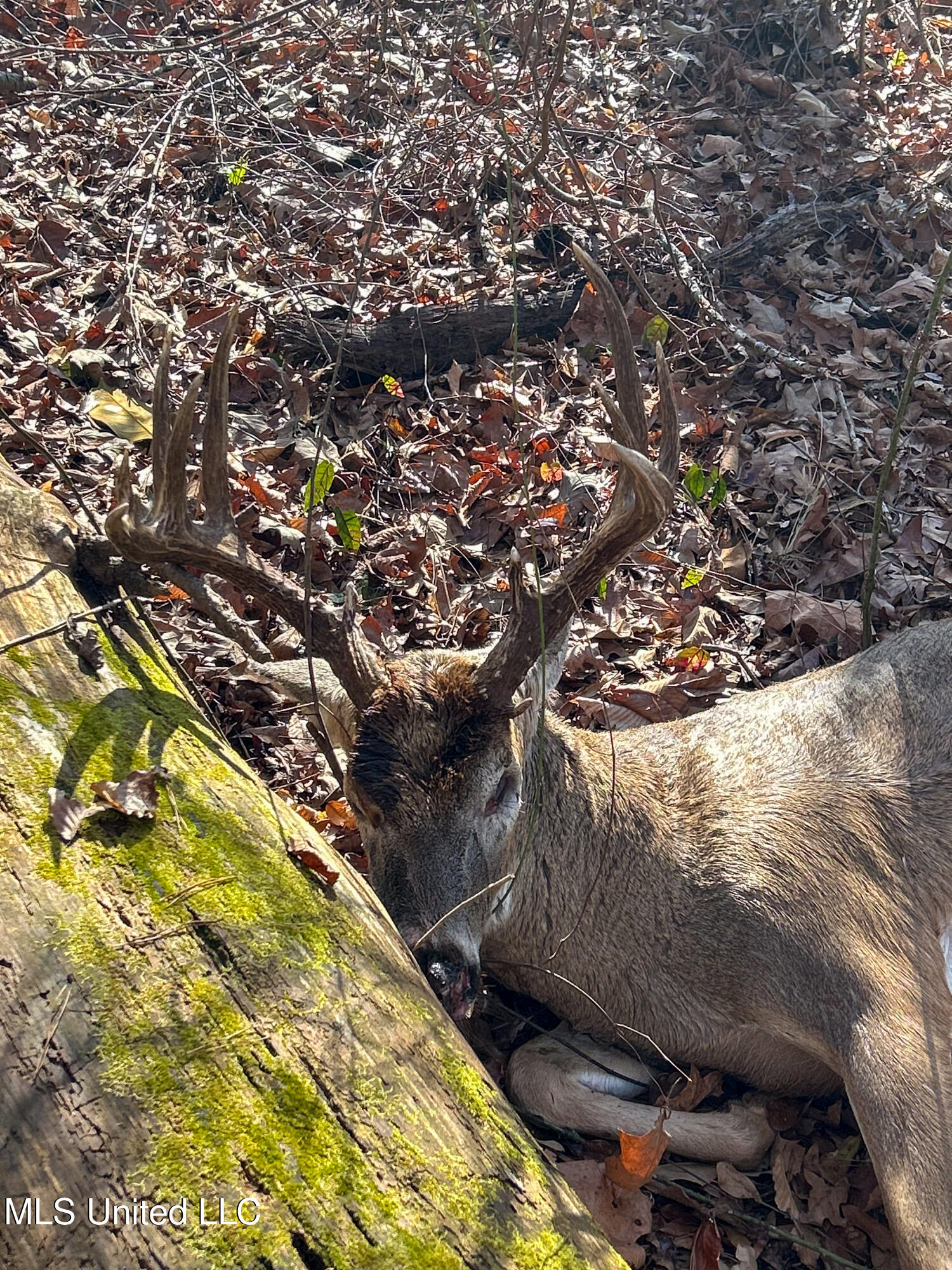 Pine Bluff Road Property Photo 4