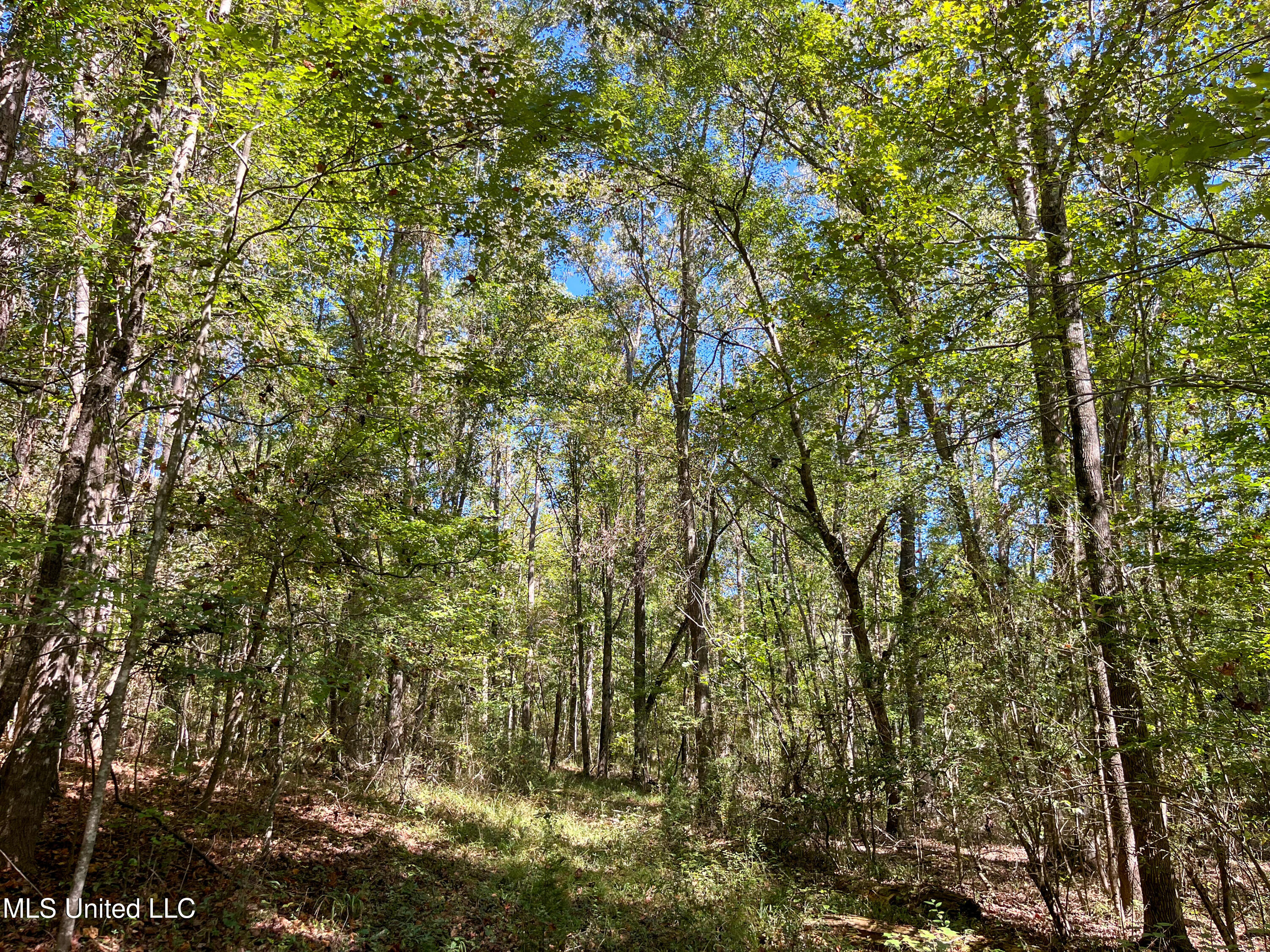 Pine Bluff Road Property Photo 24