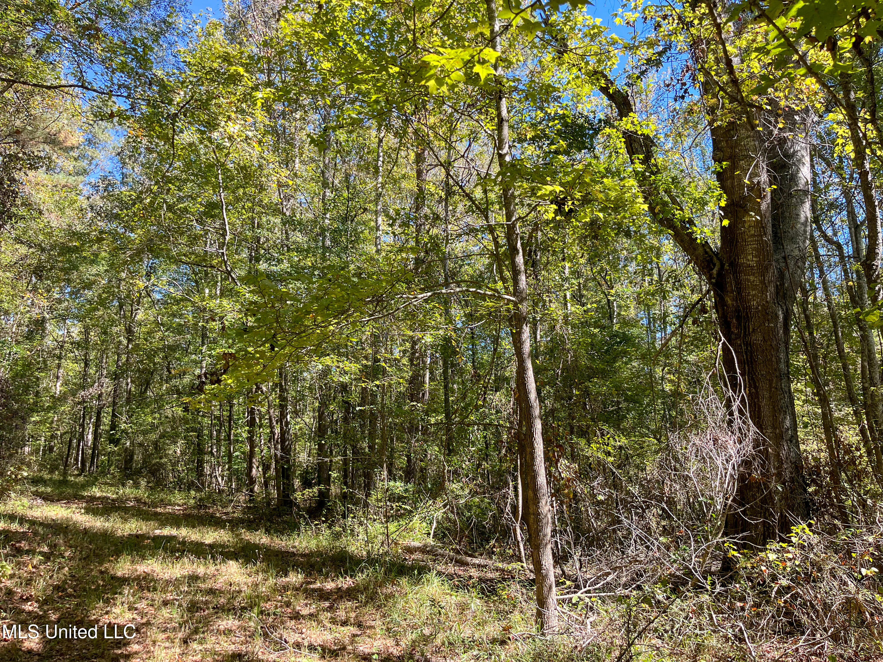 Pine Bluff Road Property Photo 25