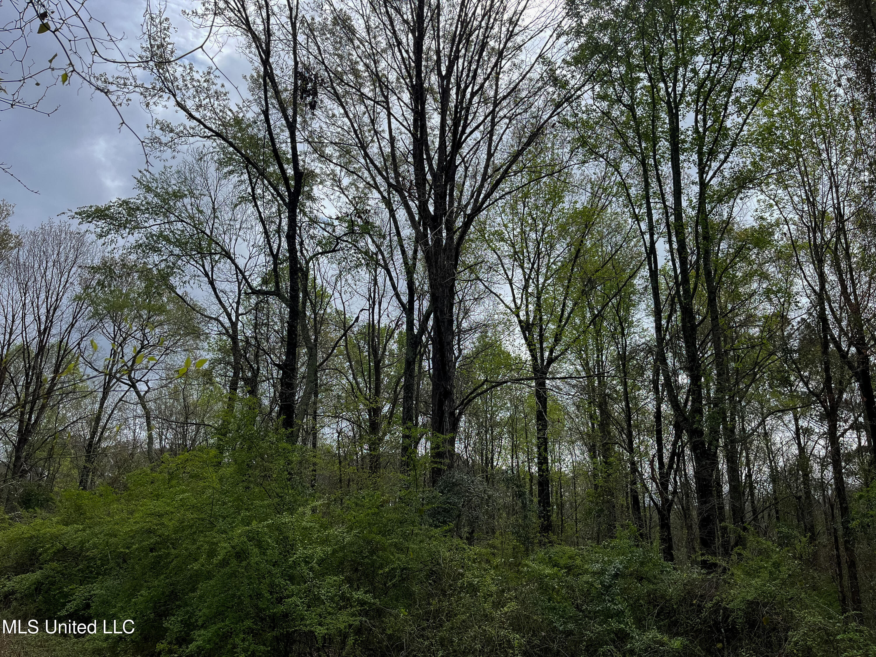 Pine Bluff Road Property Photo 32