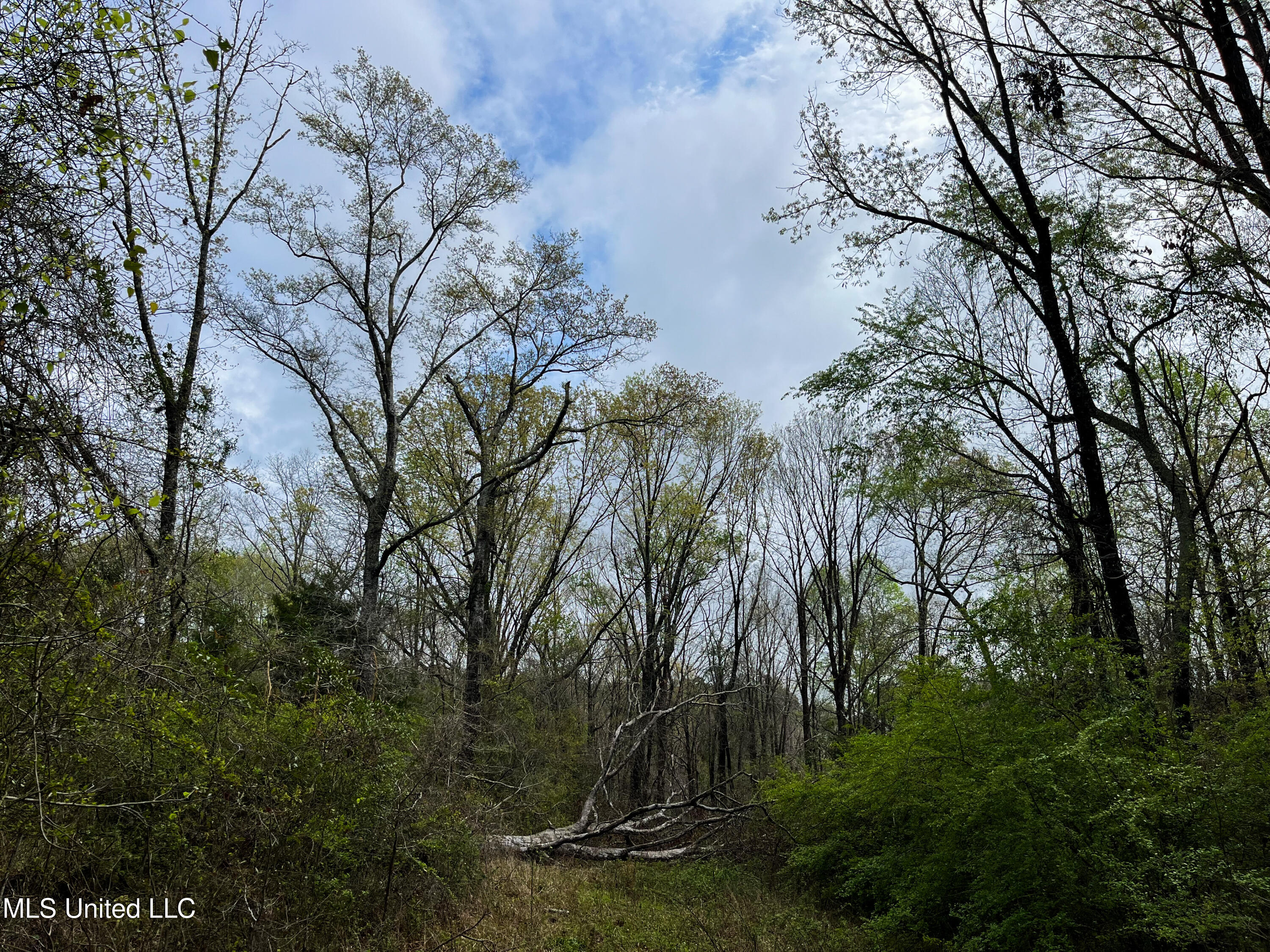 Pine Bluff Road Property Photo 33