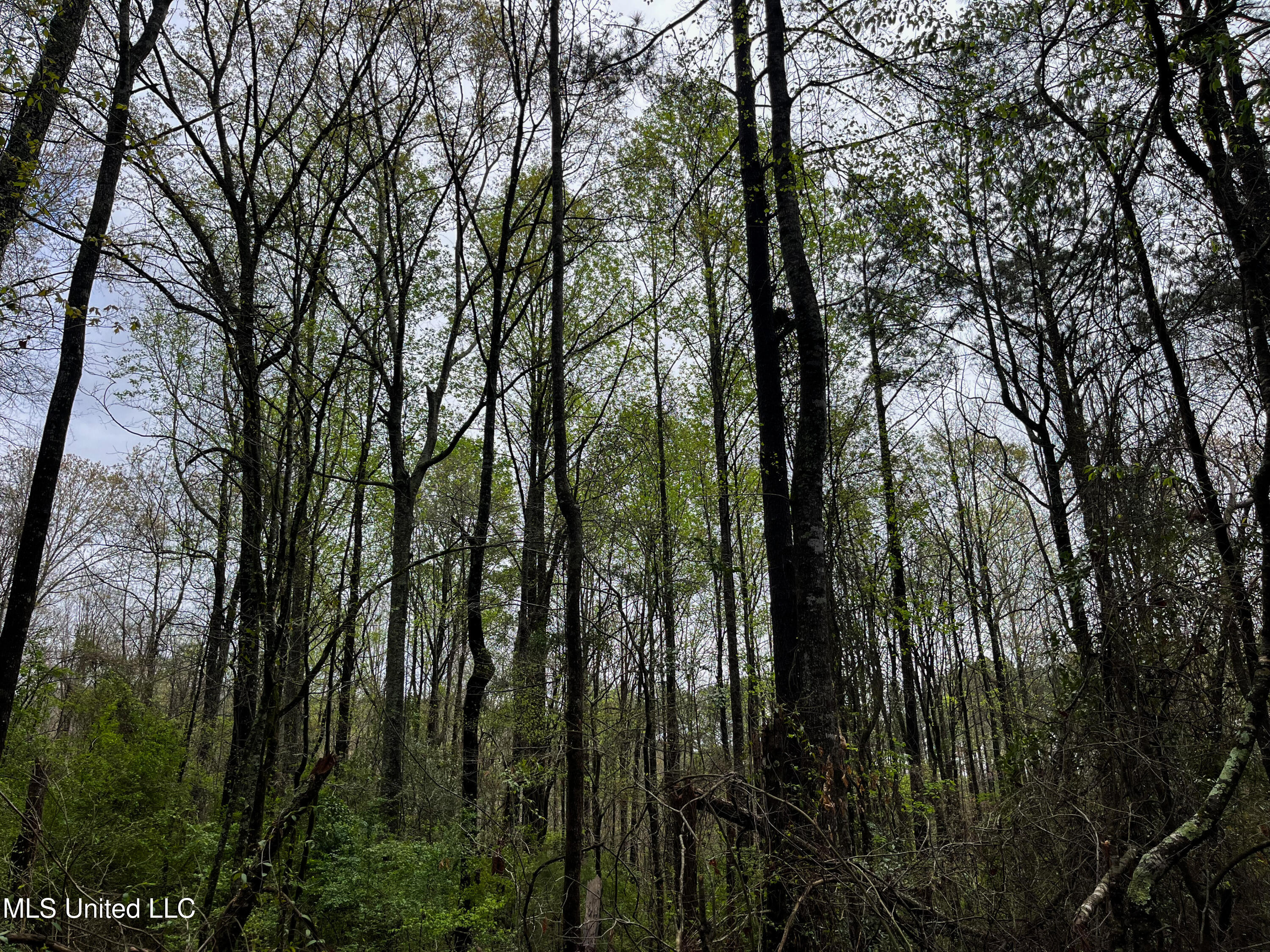 Pine Bluff Road Property Photo 34