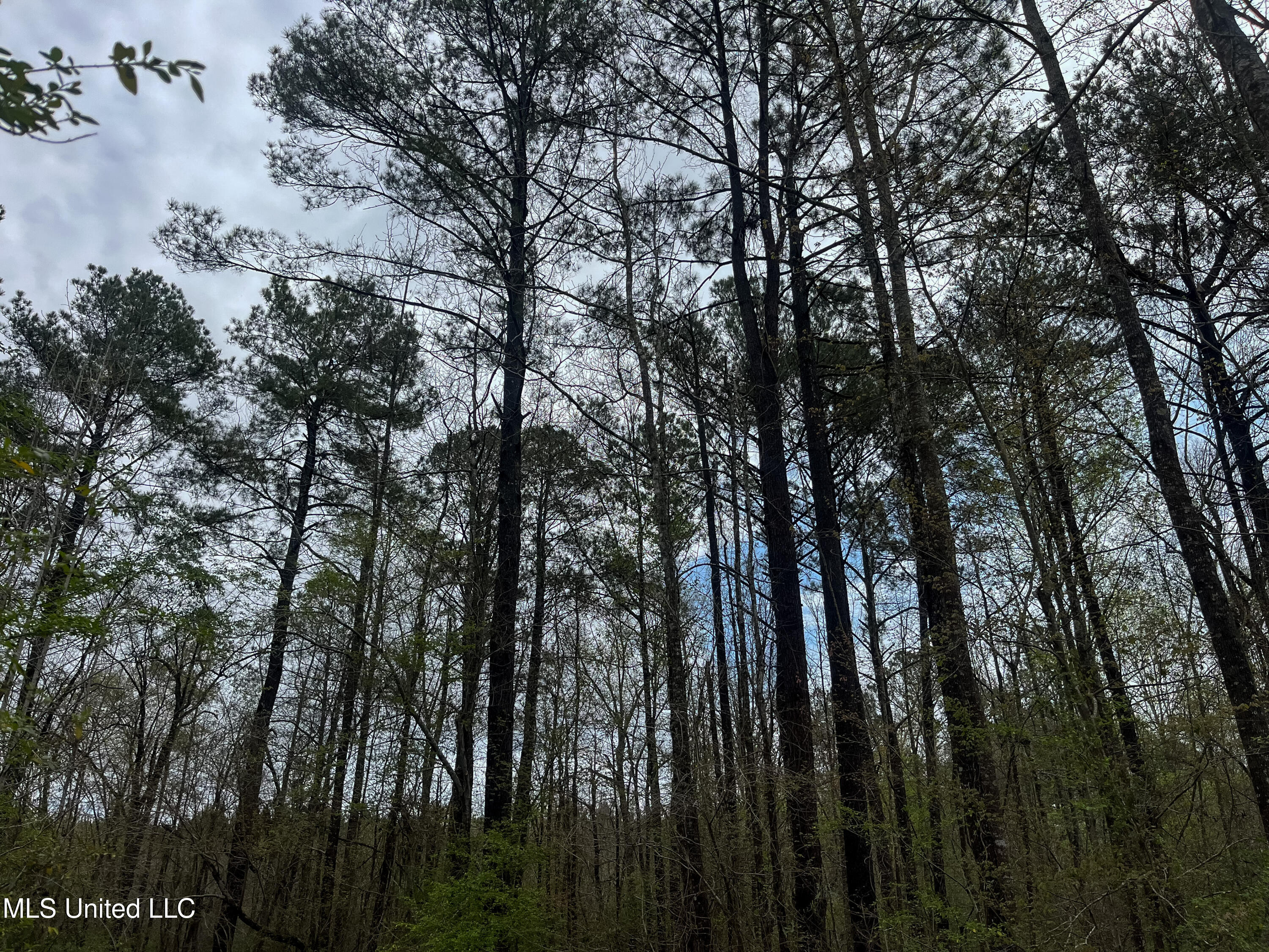 Pine Bluff Road Property Photo 37