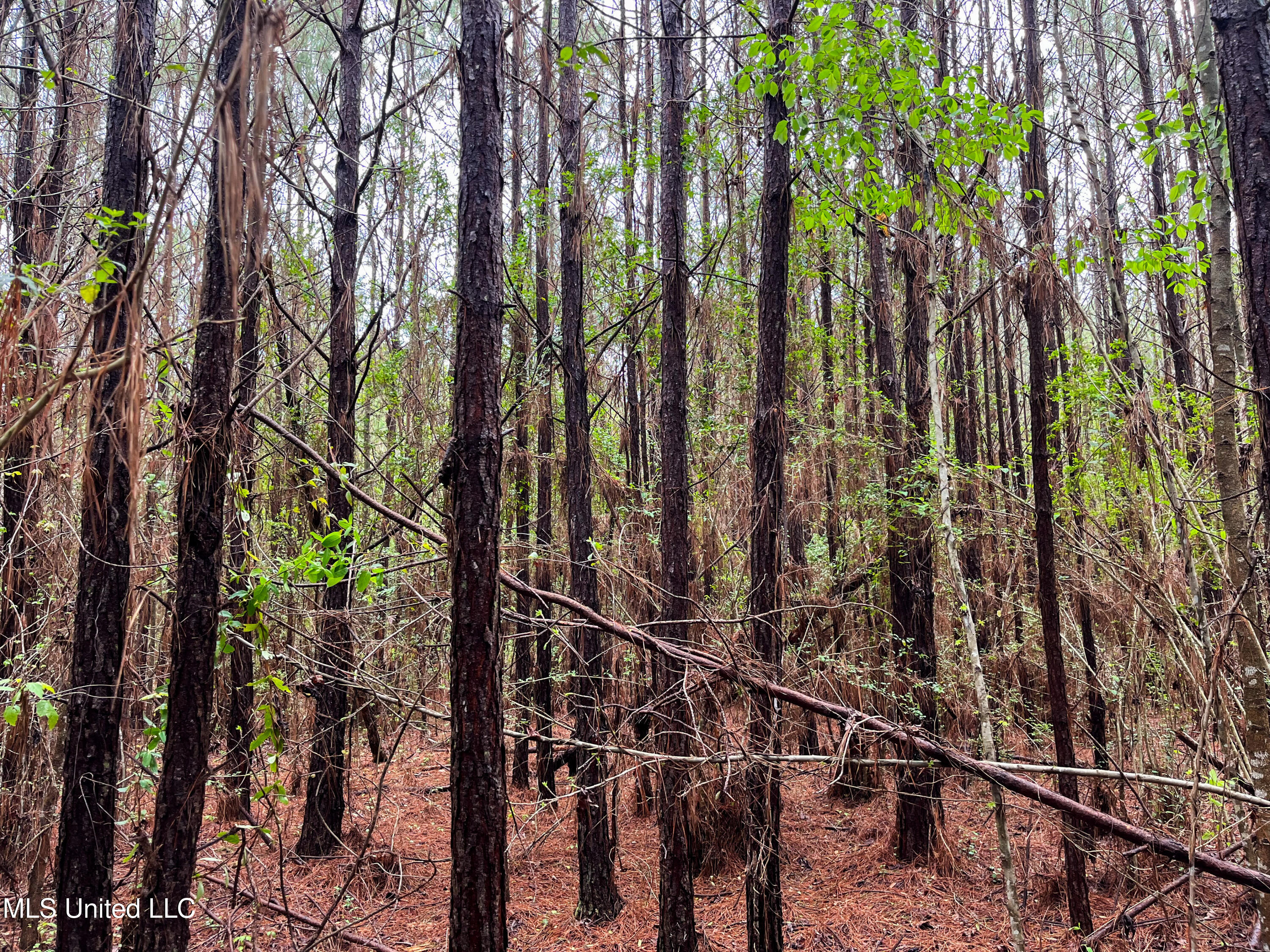 Pine Bluff Road Property Photo 38