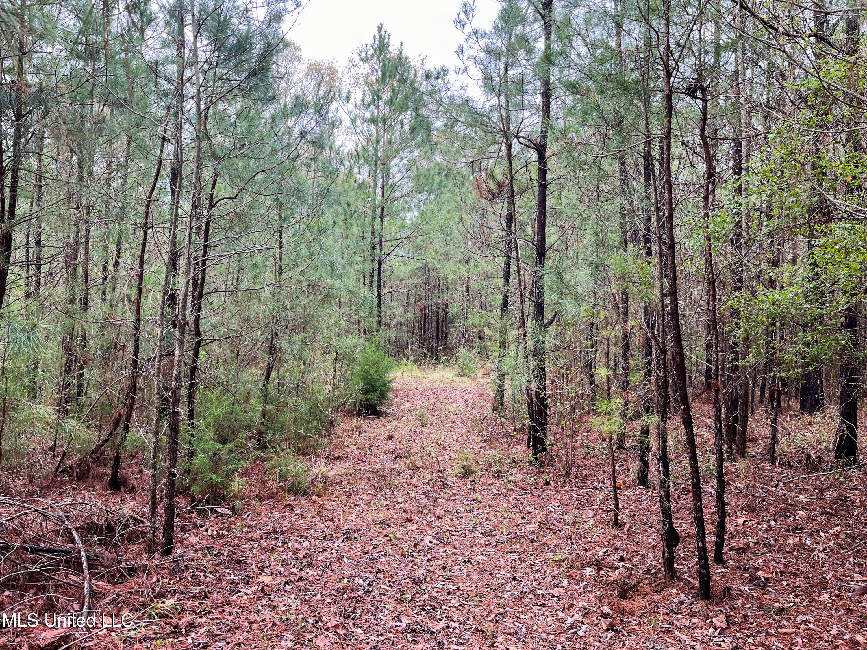 Pine Bluff Road Property Photo 39