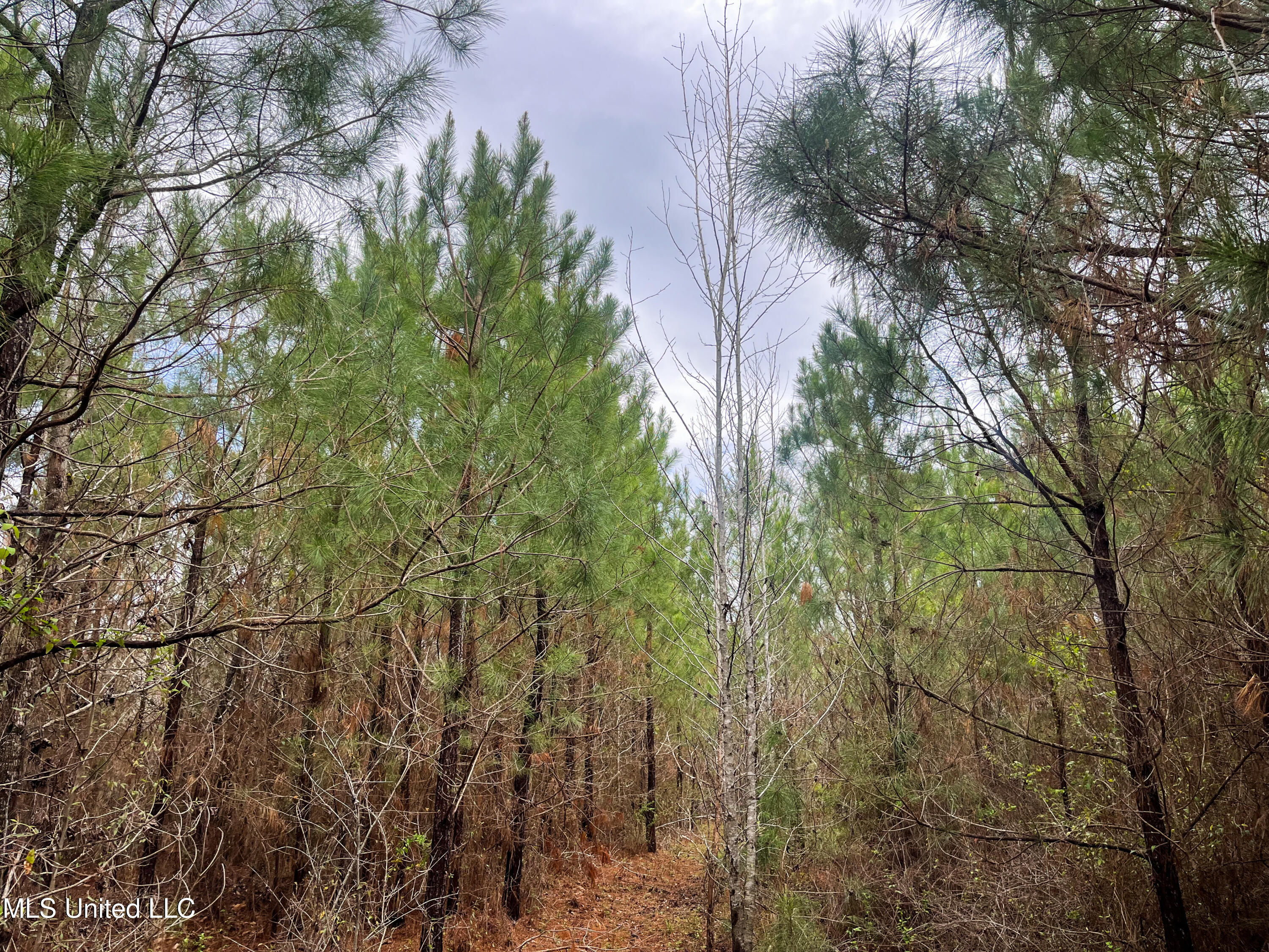 Pine Bluff Road Property Photo 40