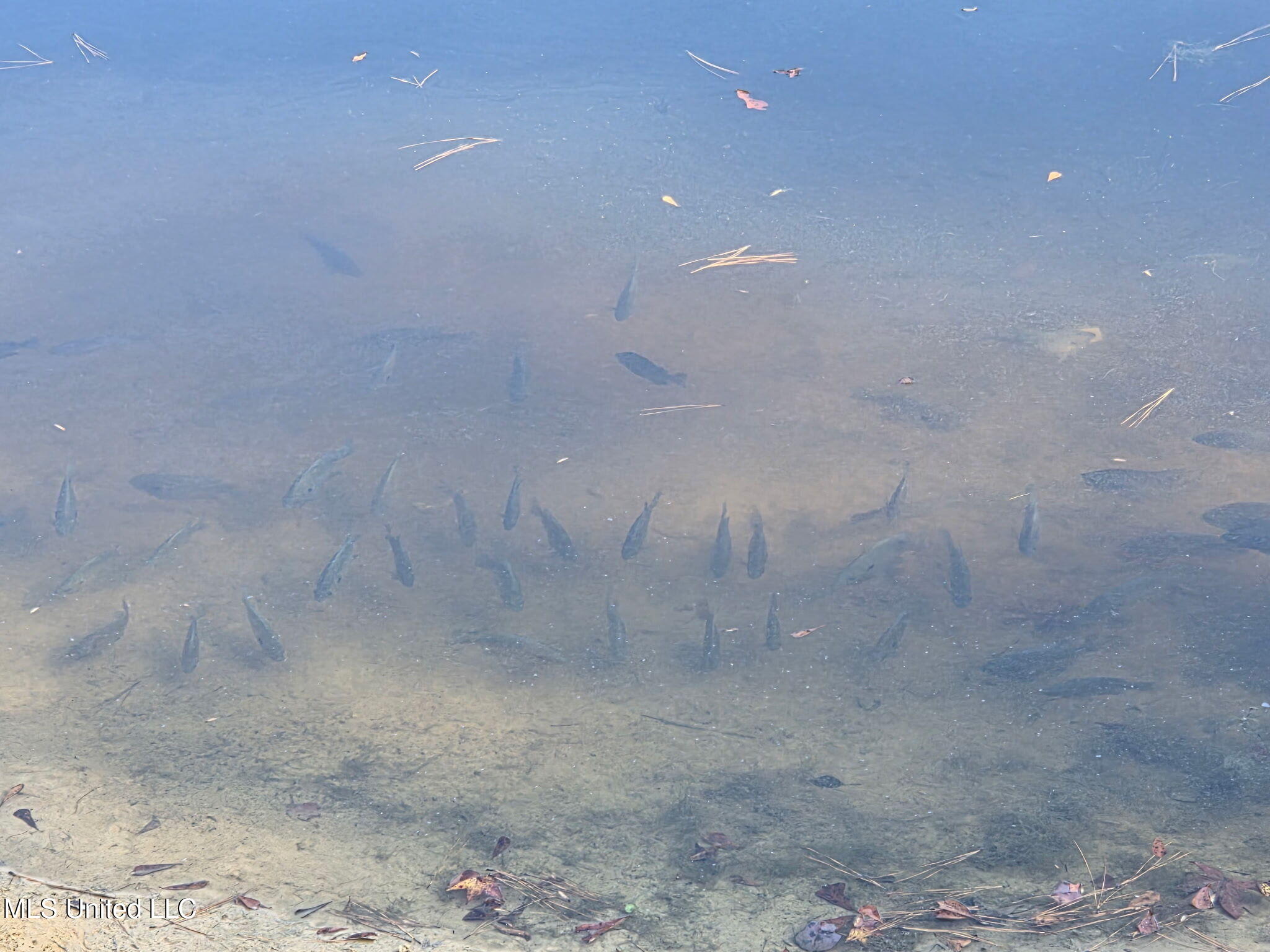 918 Spring Hill Road Property Photo 32