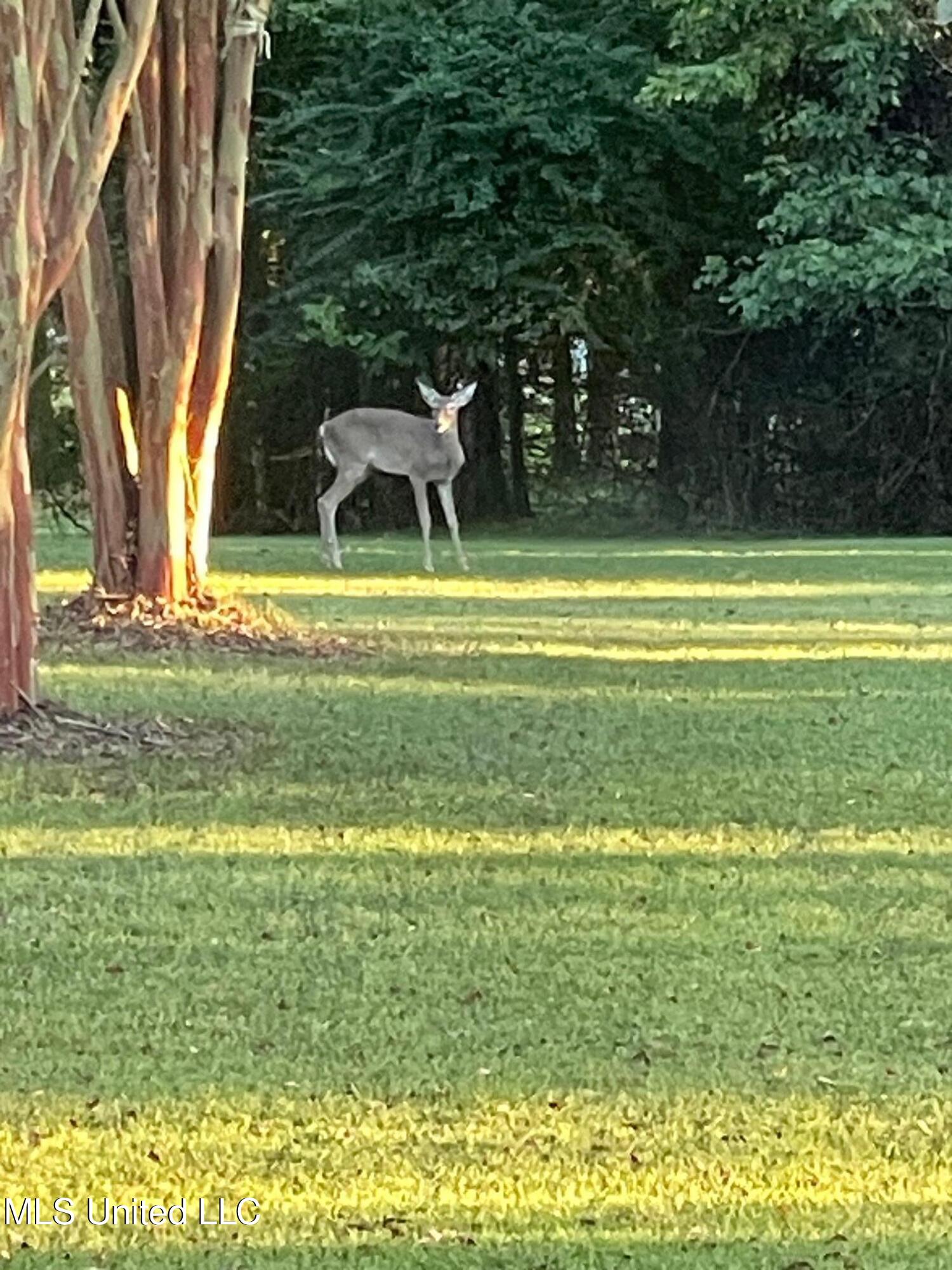 2095 Tall Tree Drive Property Photo 49