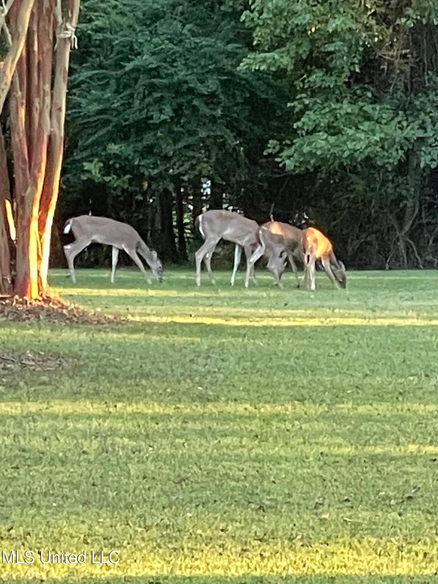 2095 Tall Tree Drive Property Photo 50