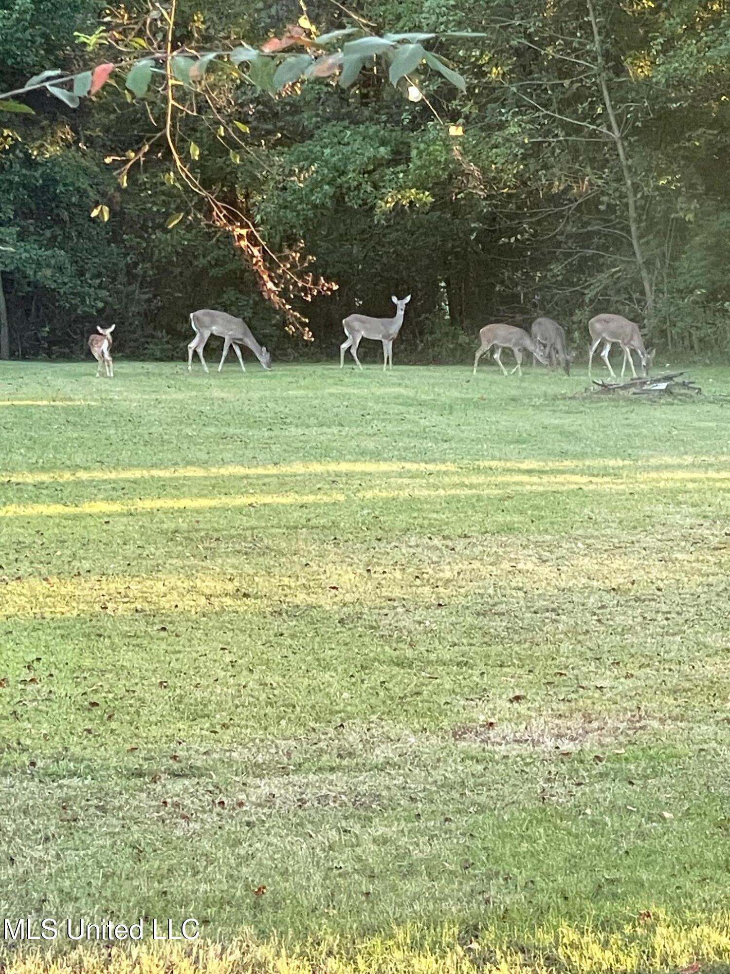 2095 Tall Tree Drive Property Photo 51