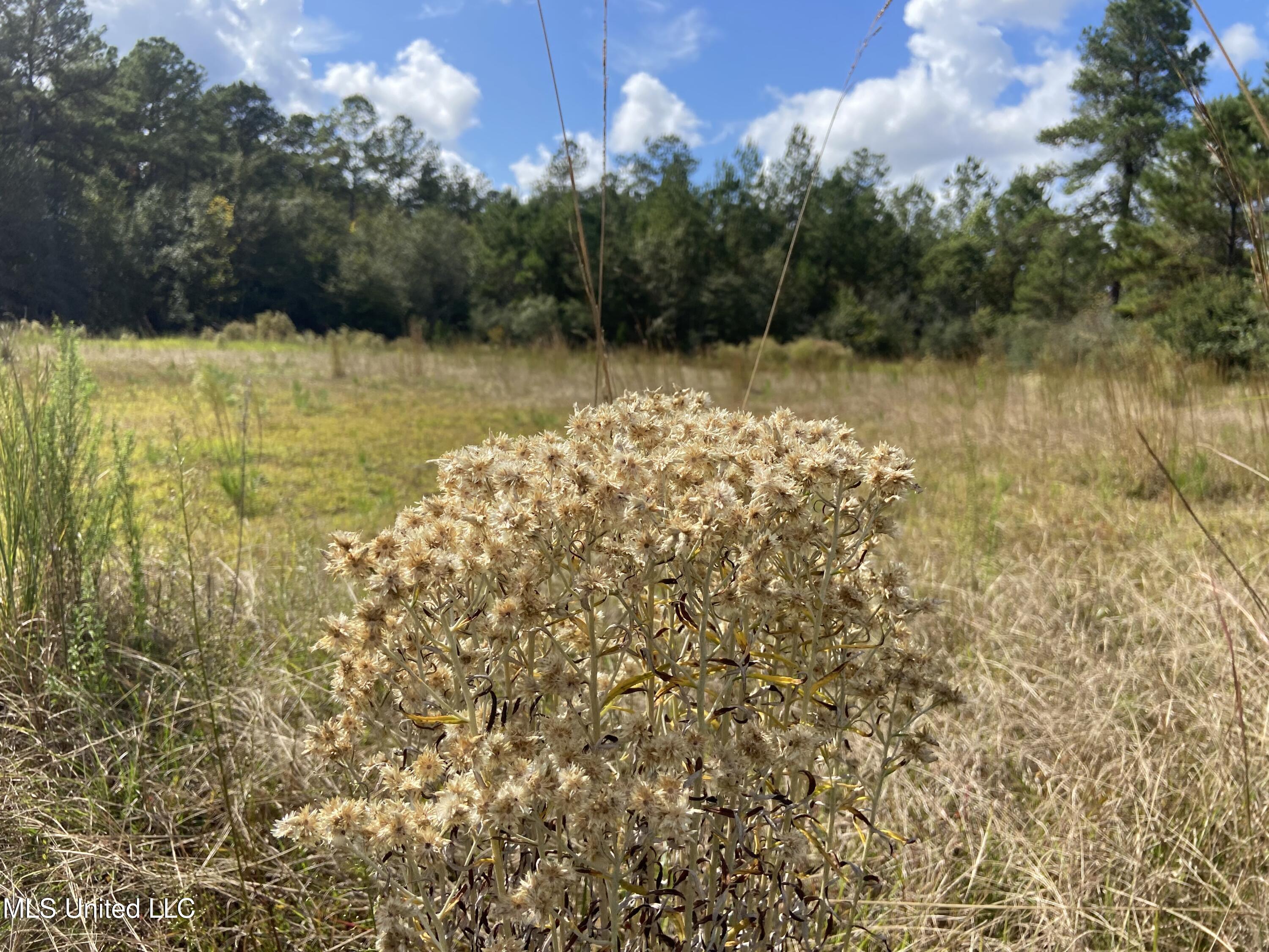 0 Bobcat Trail Property Photo 7