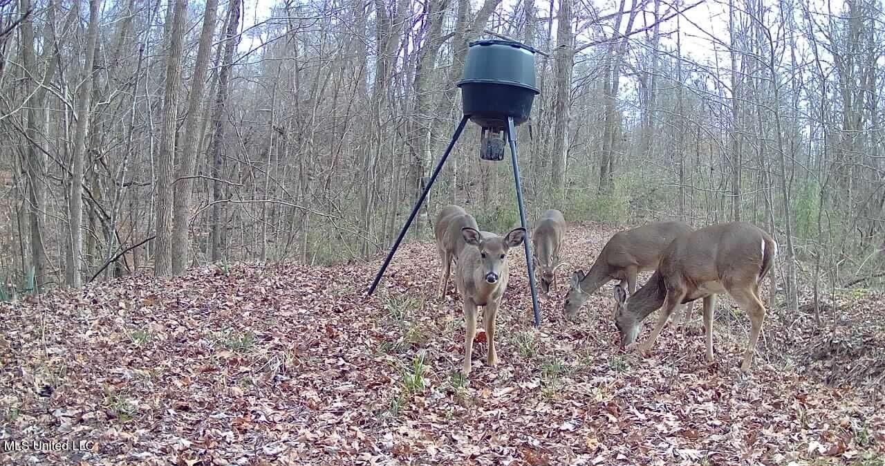 Perry Creek Road Property Photo 36