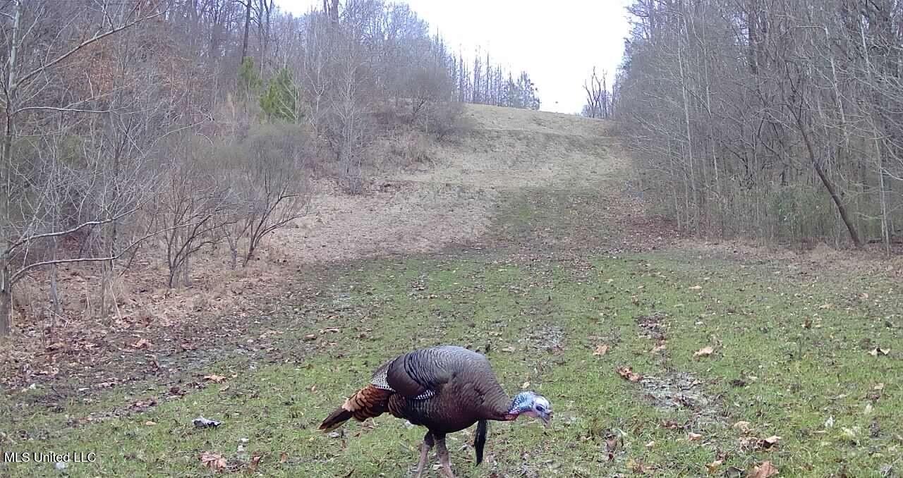 Perry Creek Road Property Photo 37