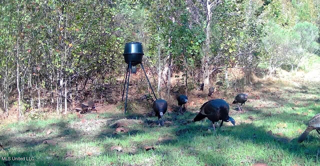 Perry Creek Road Property Photo 44