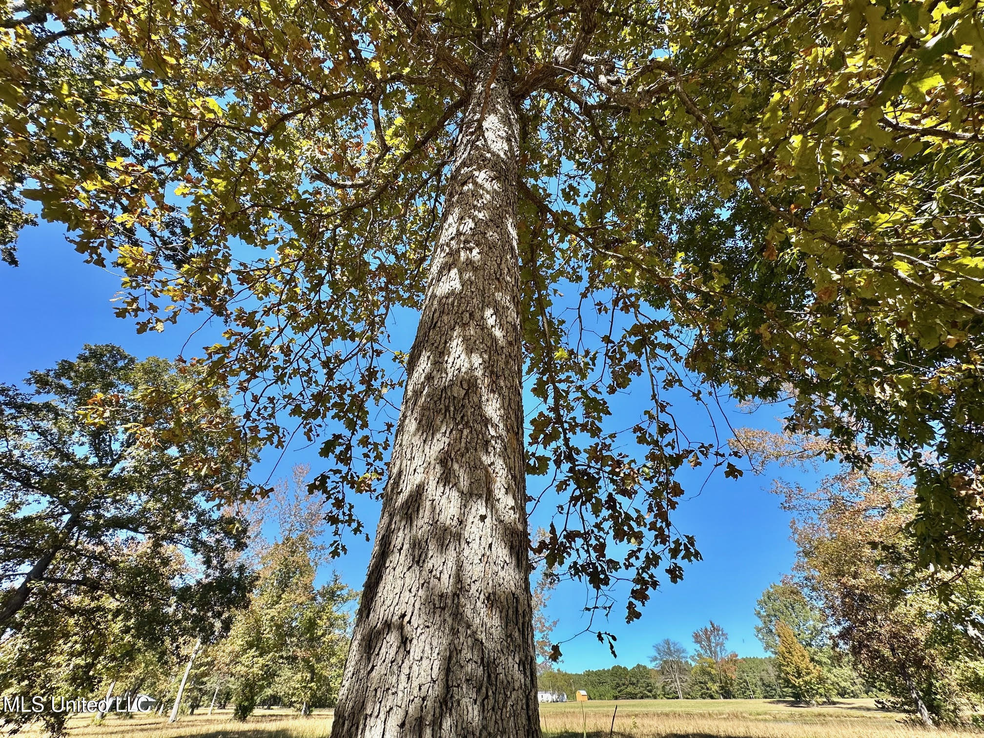 00 Highway 82 Property Photo 20