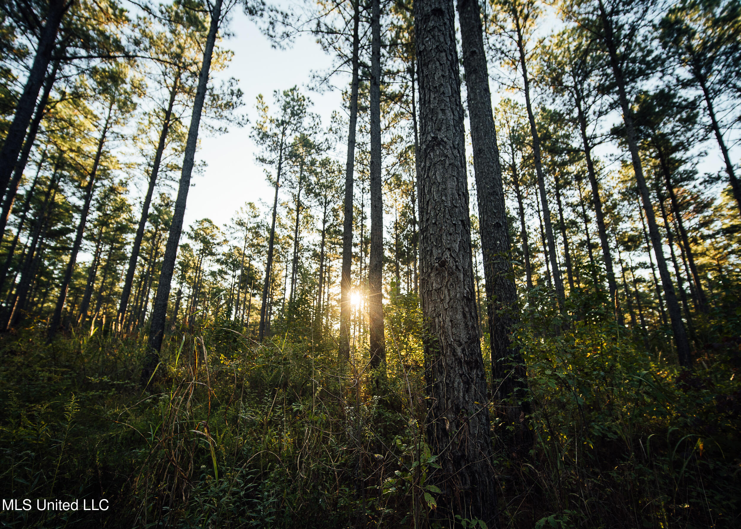 Ms- 4 Property Photo 40