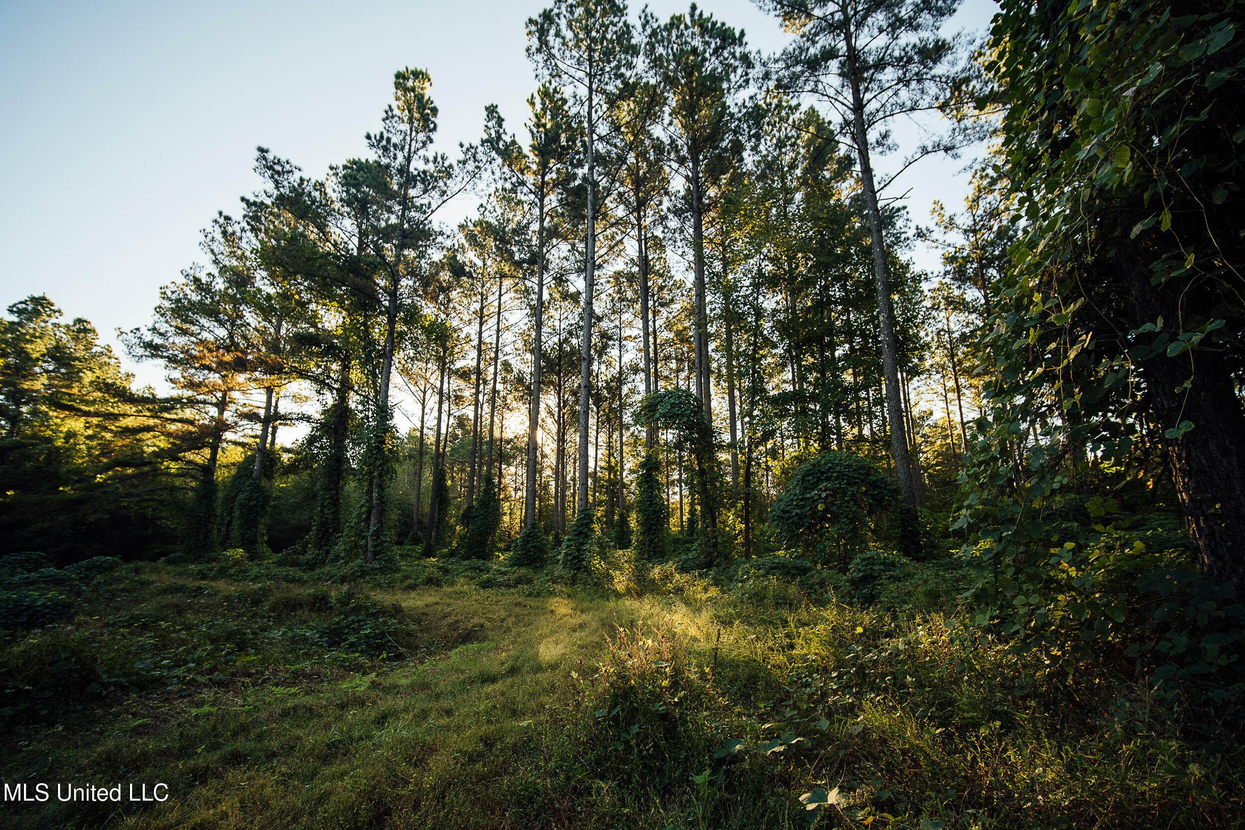 Ms- 4 Property Photo 41