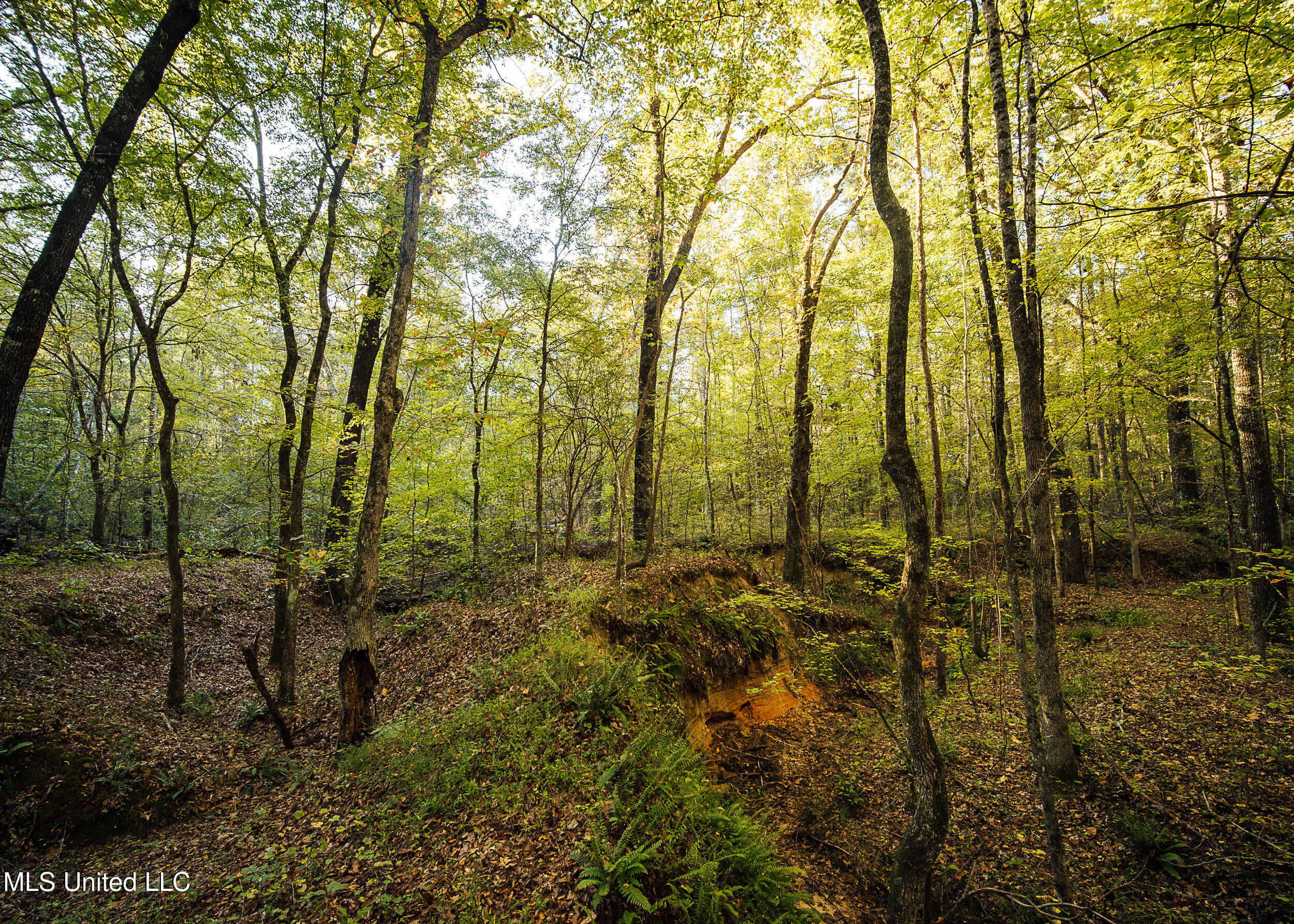 Ms- 4 Property Photo 49