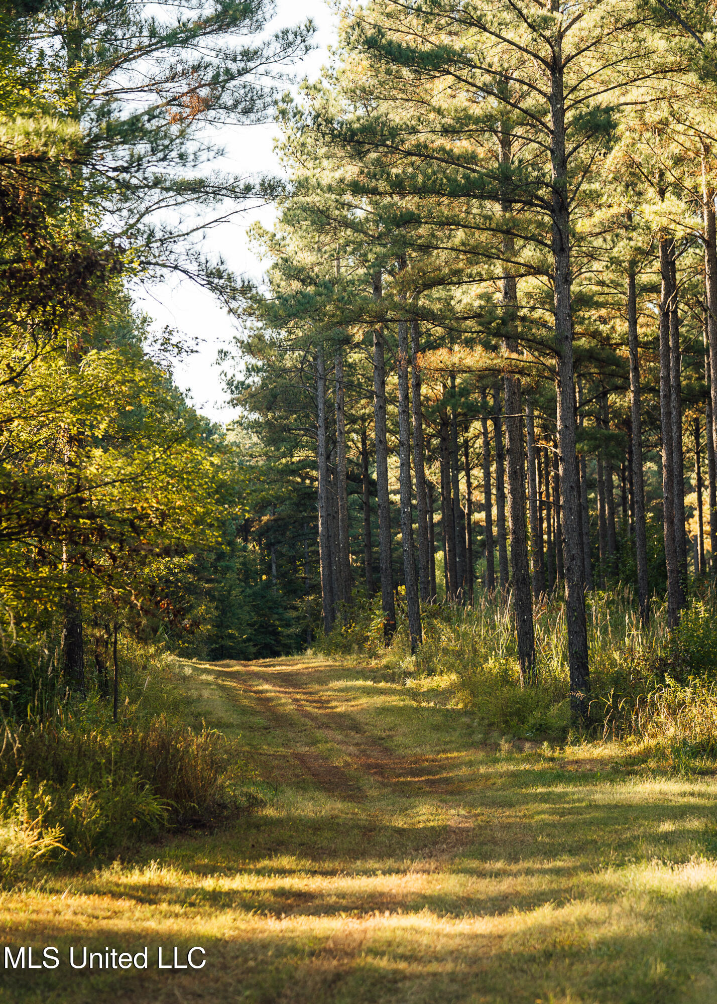 Ms- 4 Property Photo 59