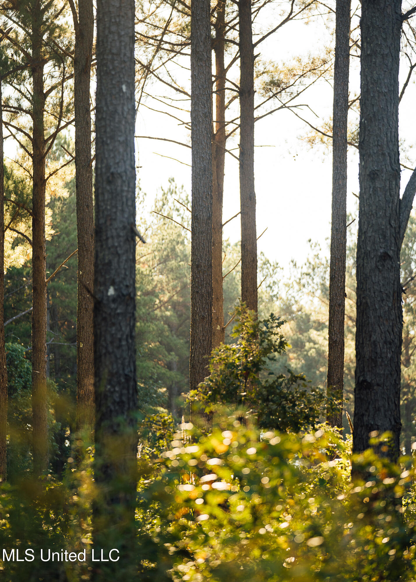 Ms- 4 Property Photo 62