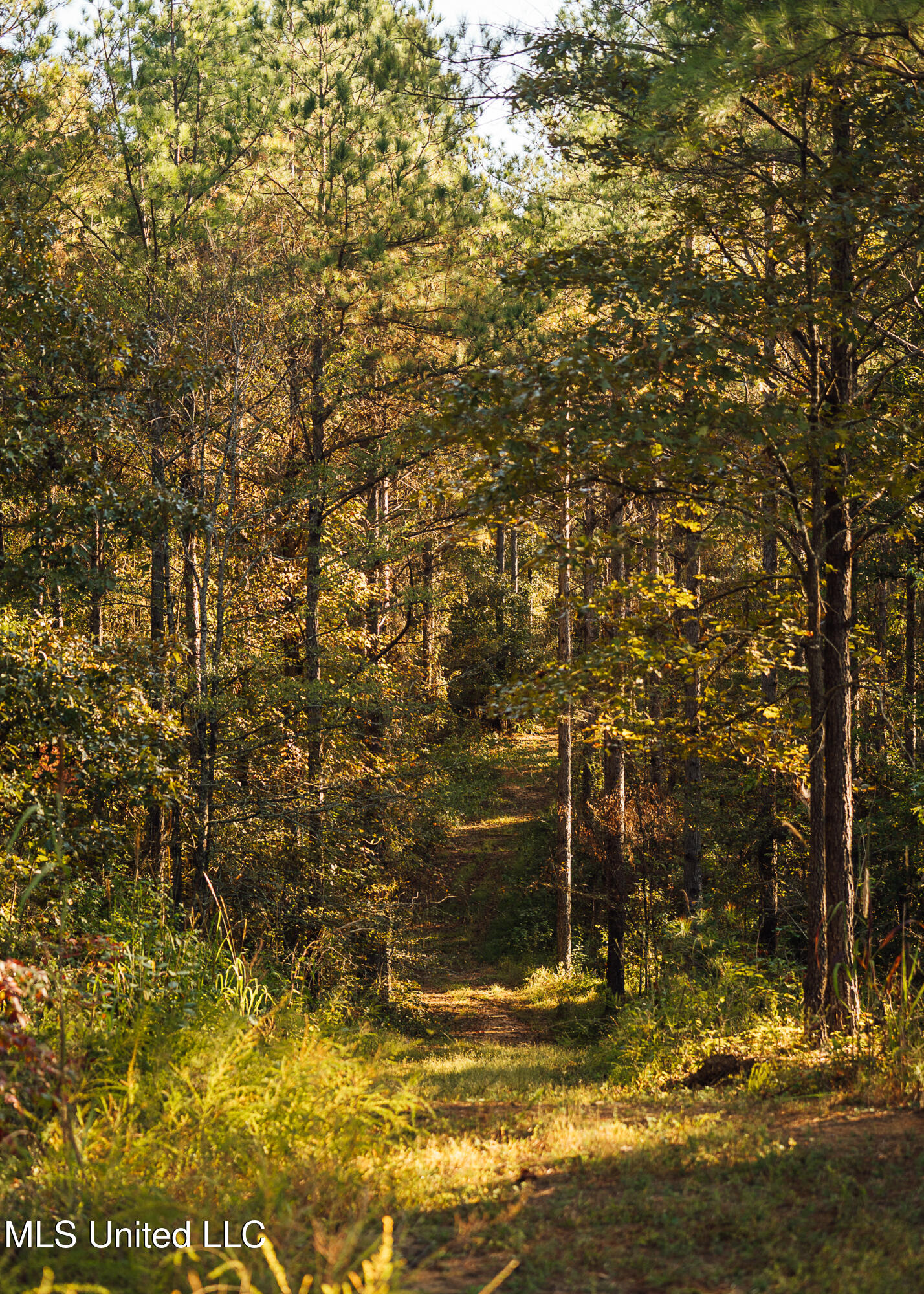 Ms- 4 Property Photo 64