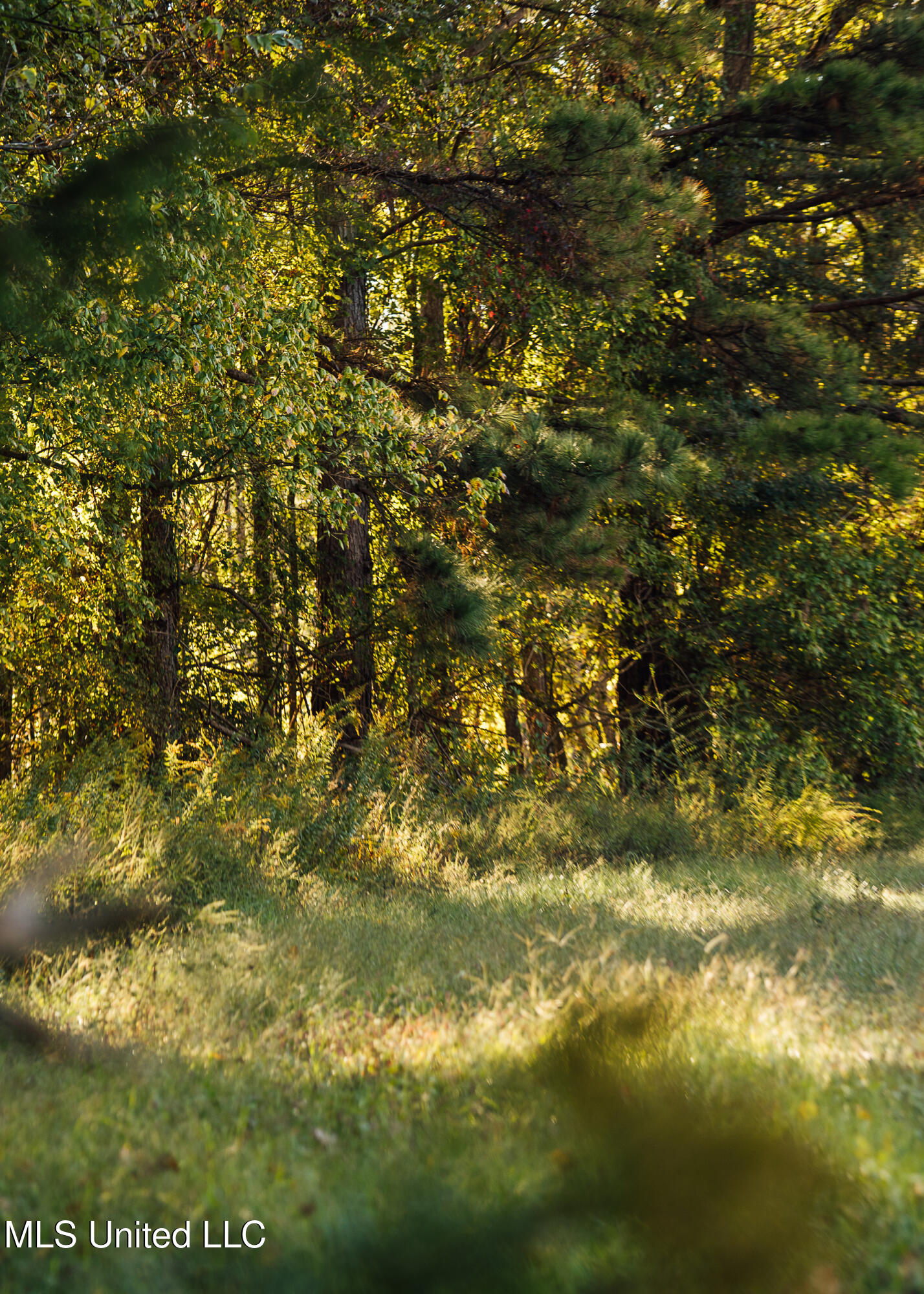 Ms- 4 Property Photo 66