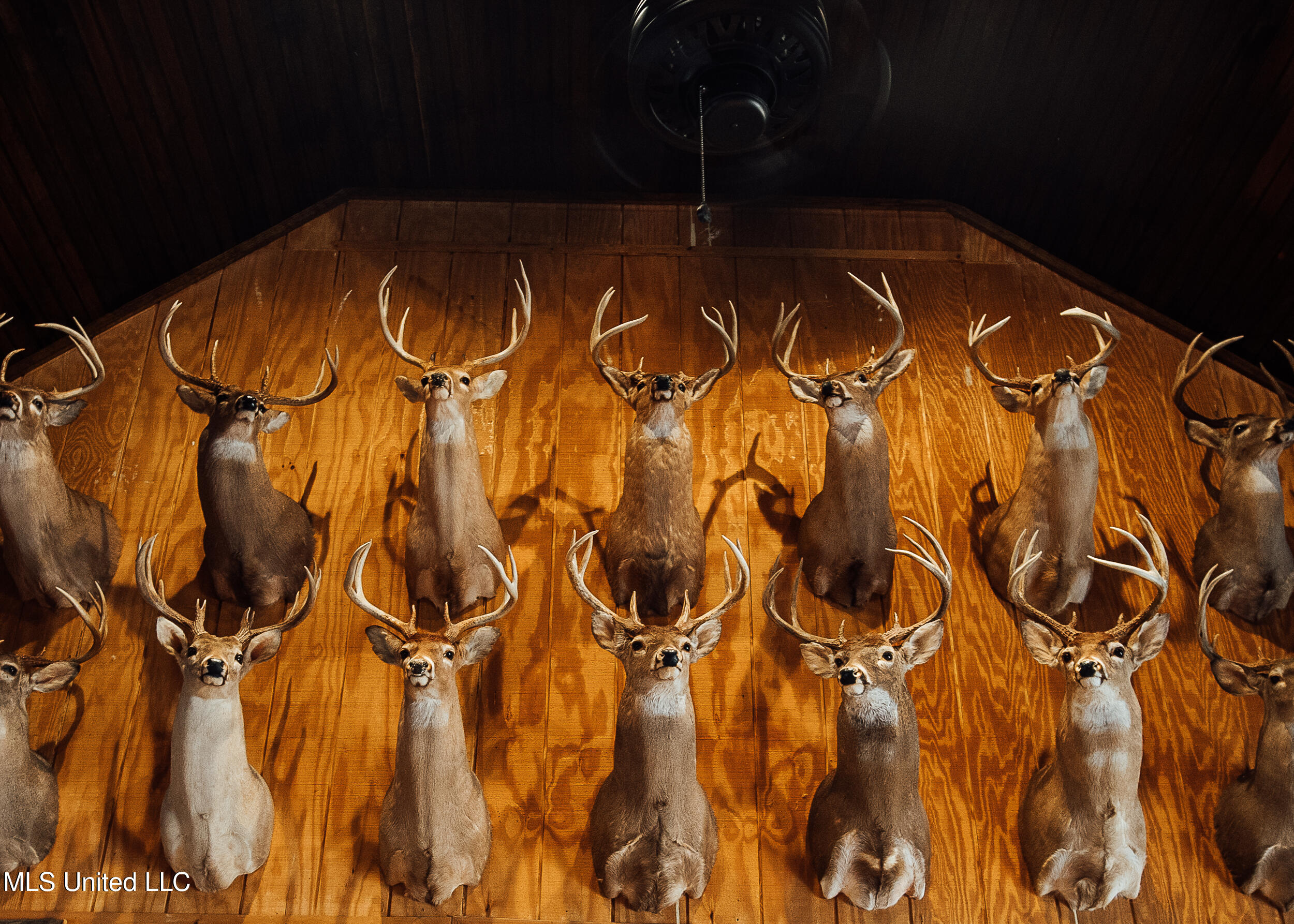 Ms- 4 Property Photo 68