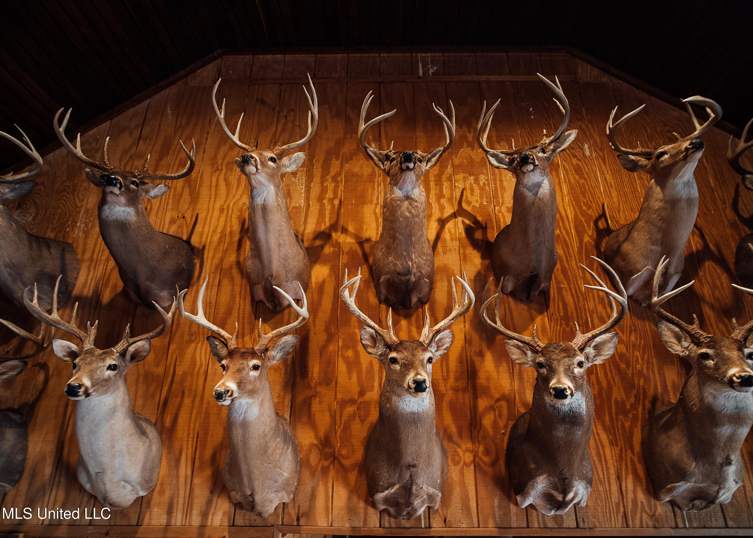 Ms- 4 Property Photo 69