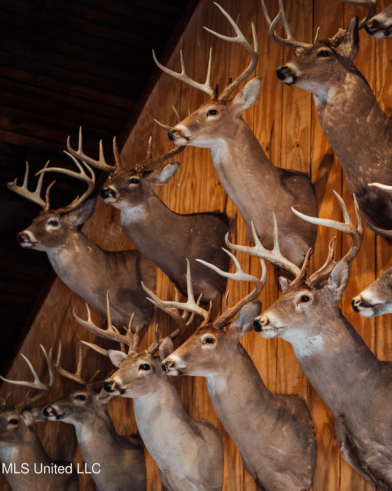 Ms- 4 Property Photo 76