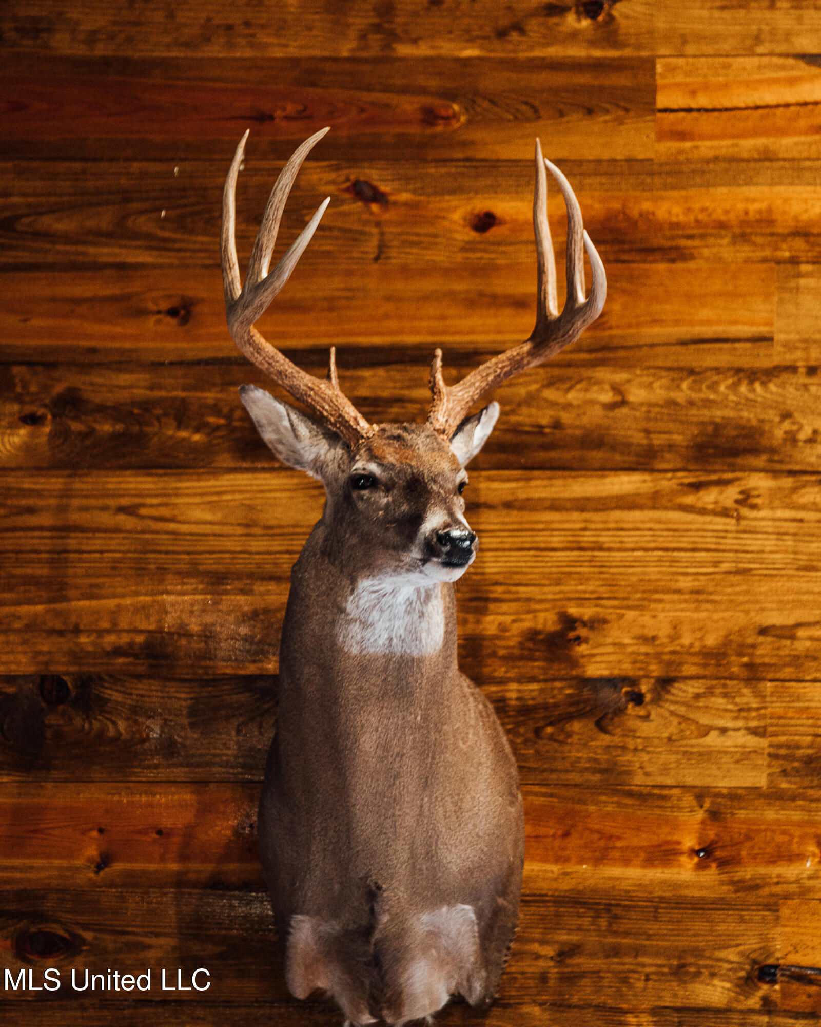 Ms- 4 Property Photo 77