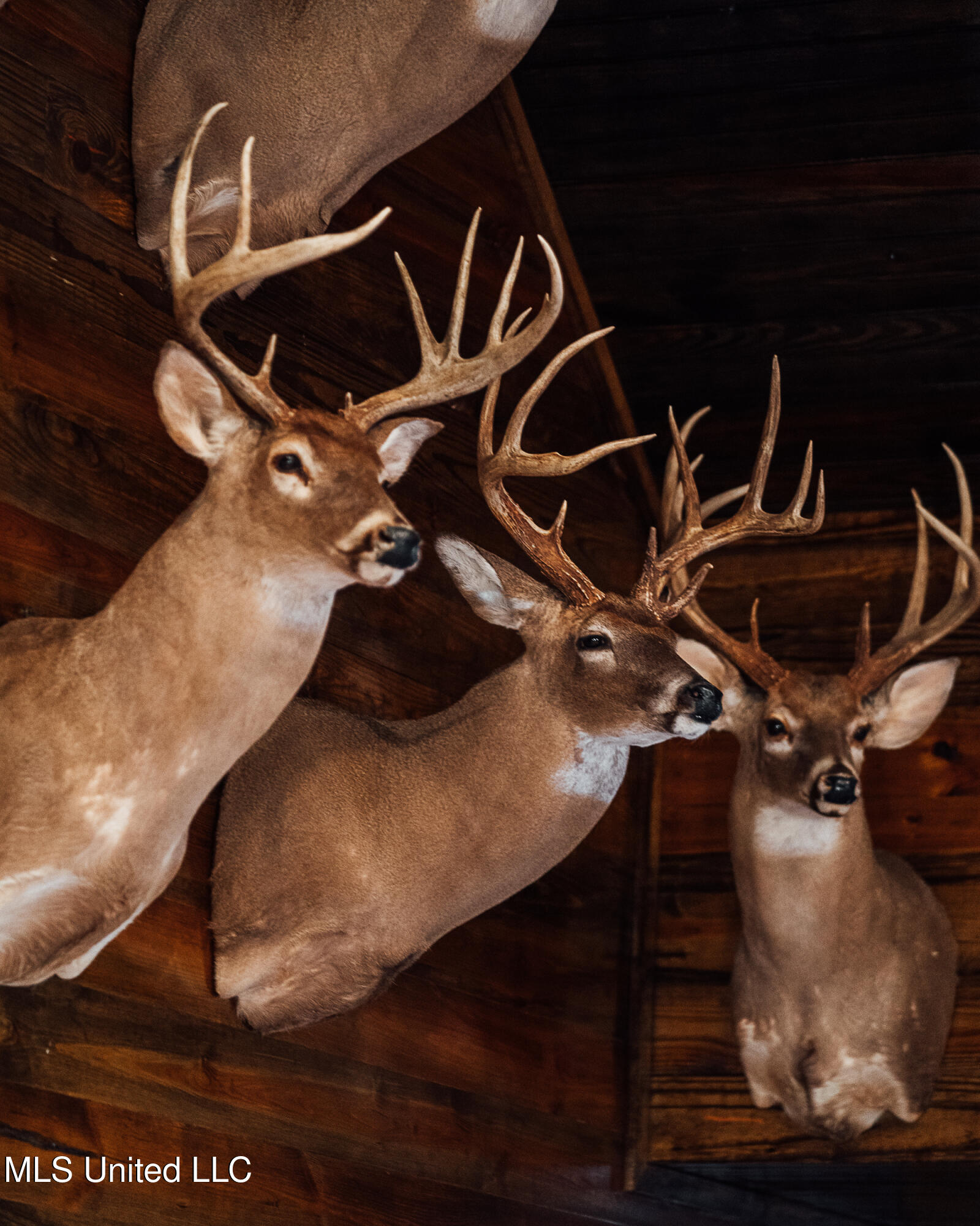 Ms- 4 Property Photo 78