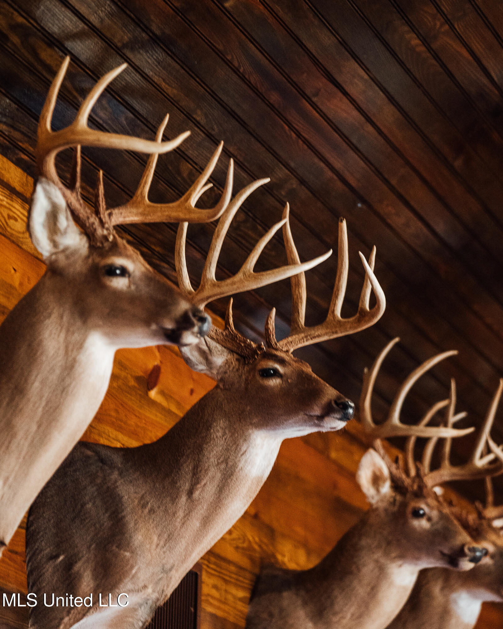 Ms- 4 Property Photo 79