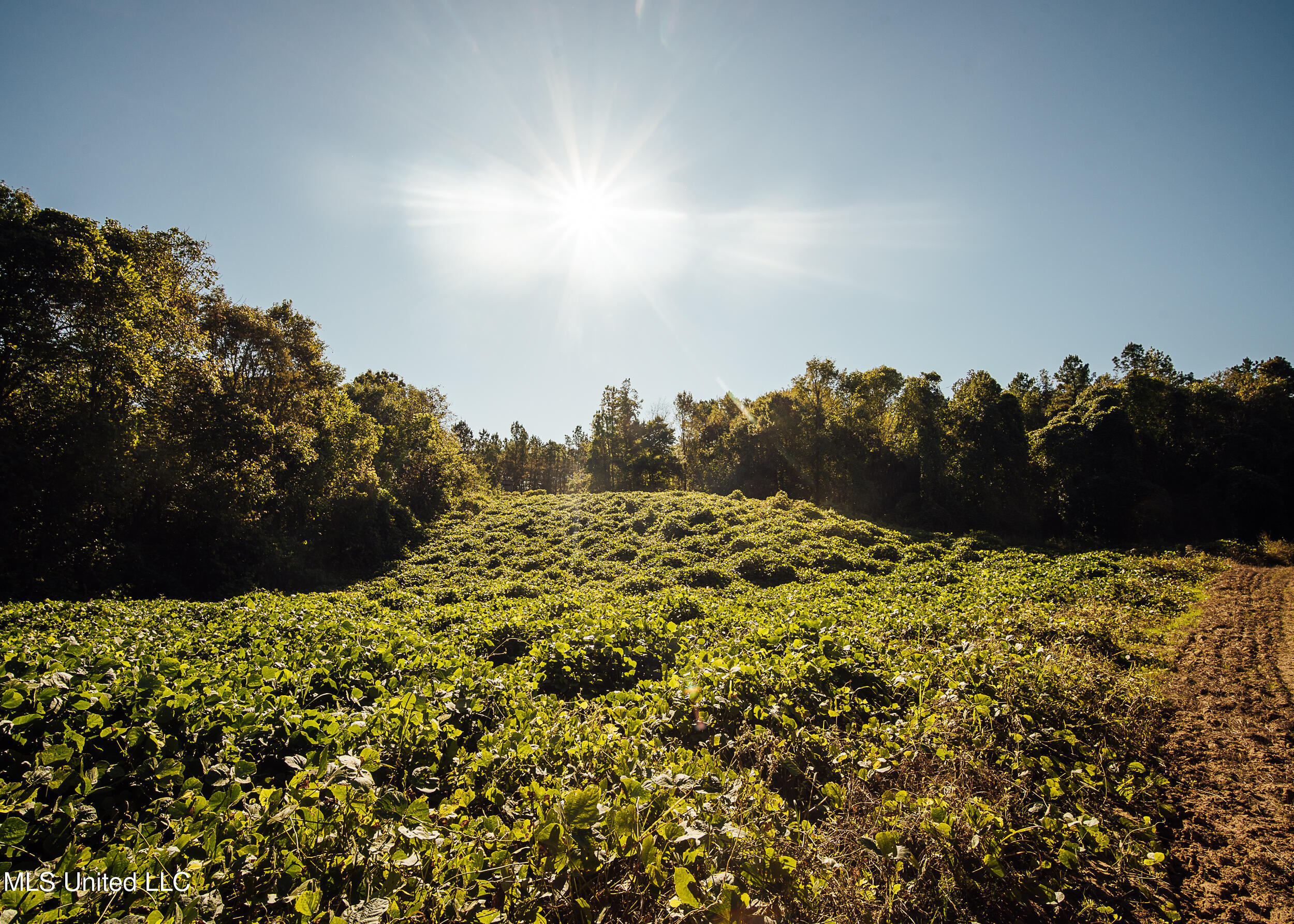 Ms- 4 Property Photo 84