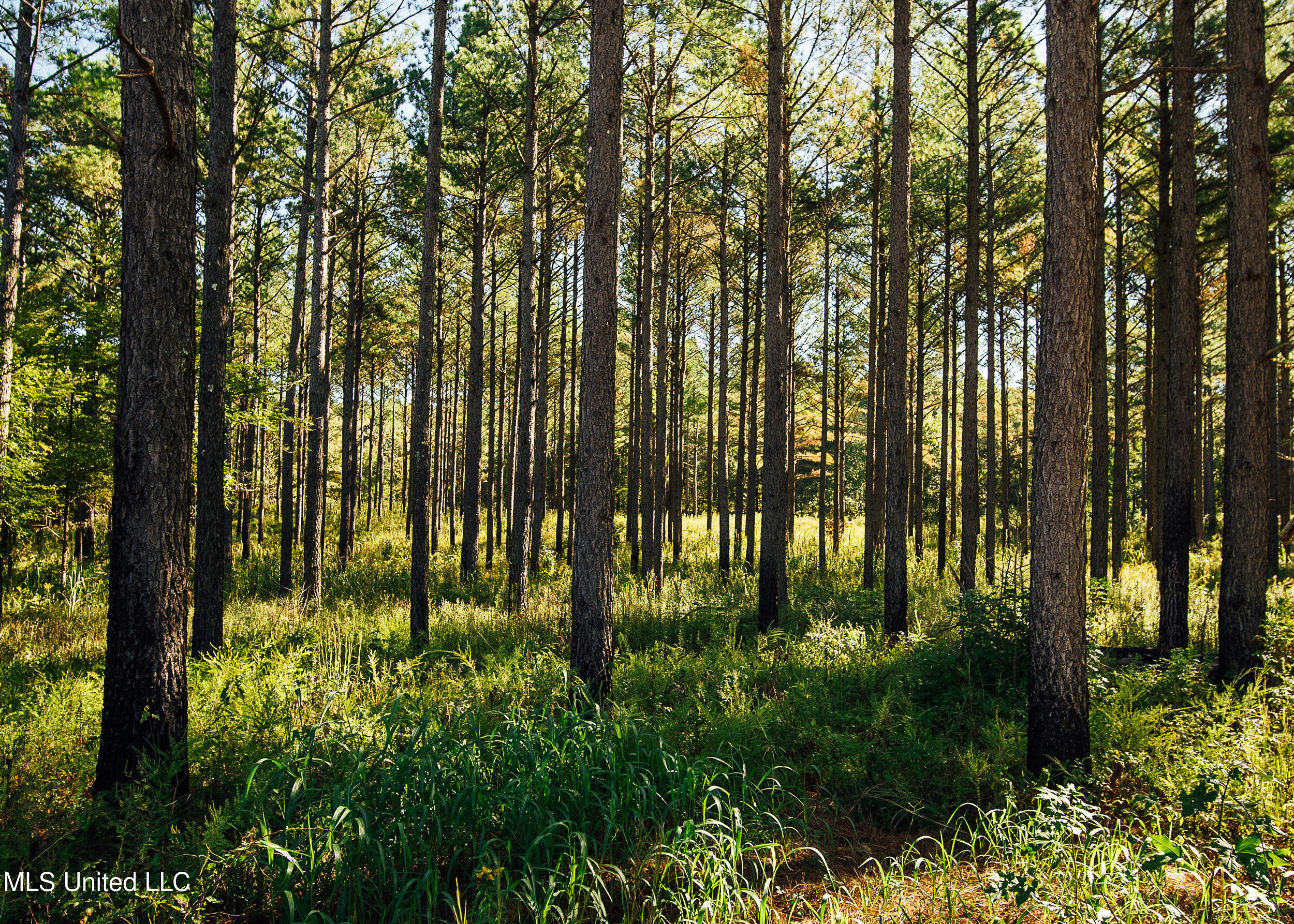 Ms- 4 Property Photo 94