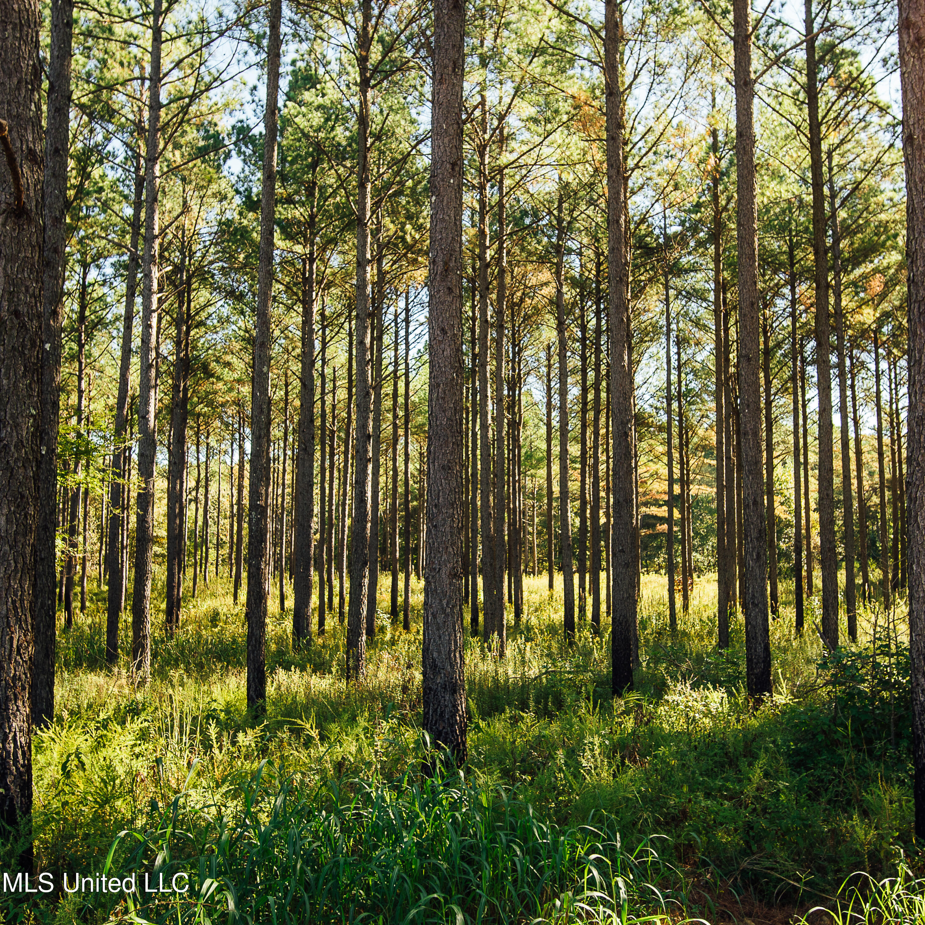 Ms- 4 Property Photo 95