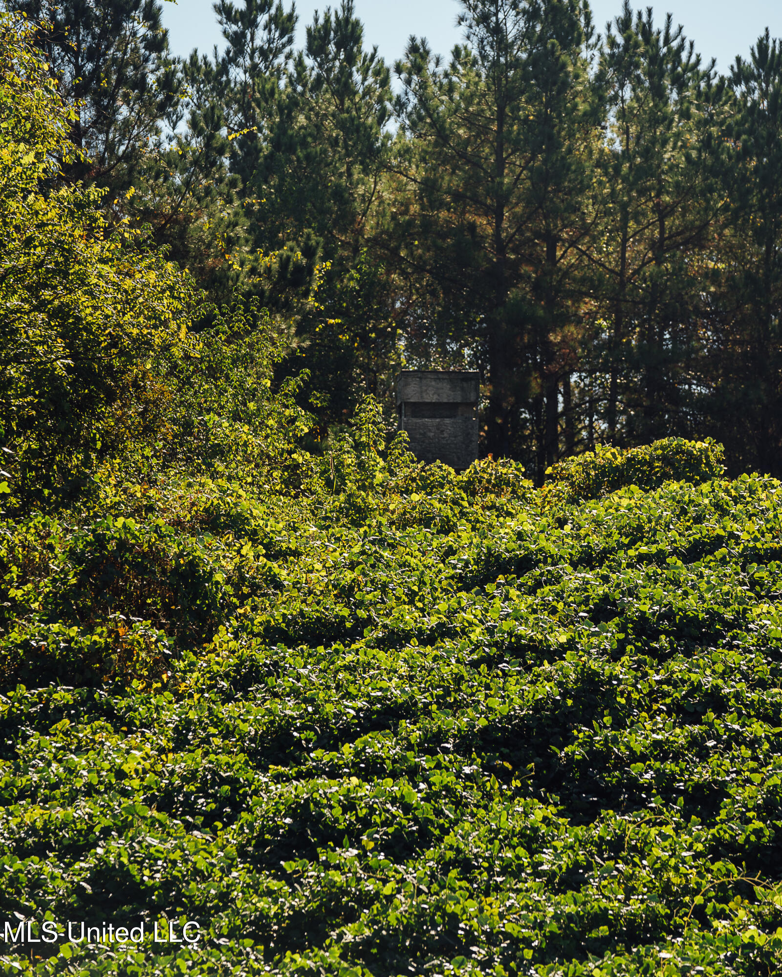 Ms- 4 Property Photo 98