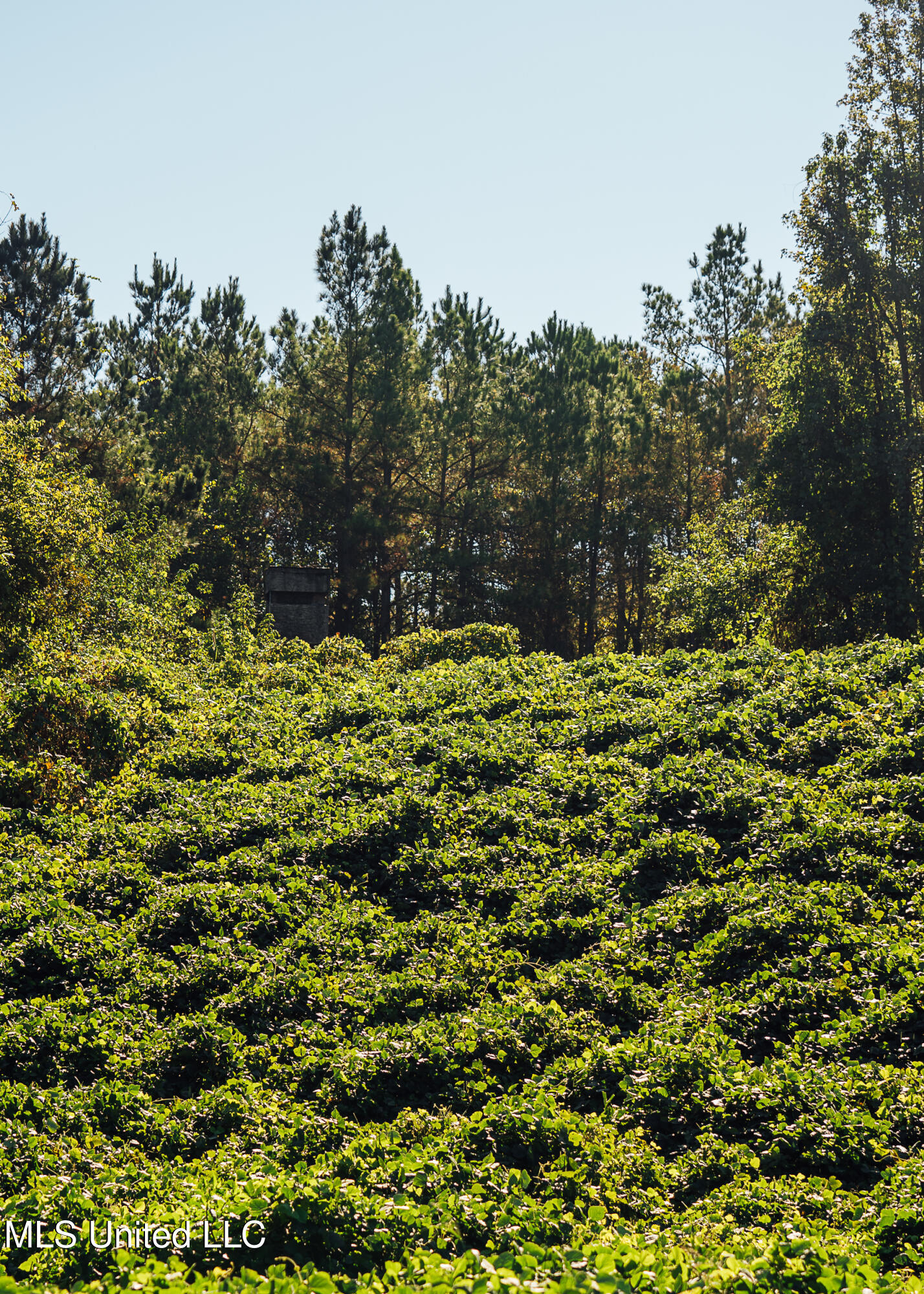 Ms- 4 Property Photo 99