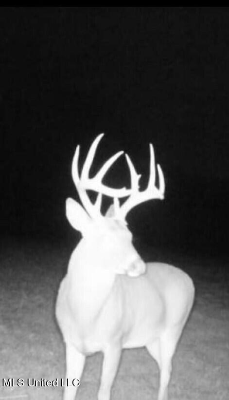 Ms- 4 Property Photo 105