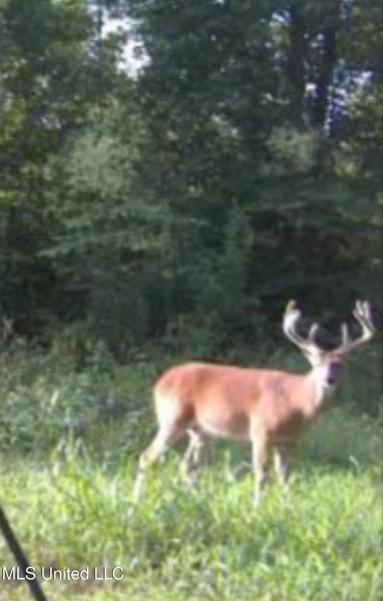 Ms- 4 Property Photo 106