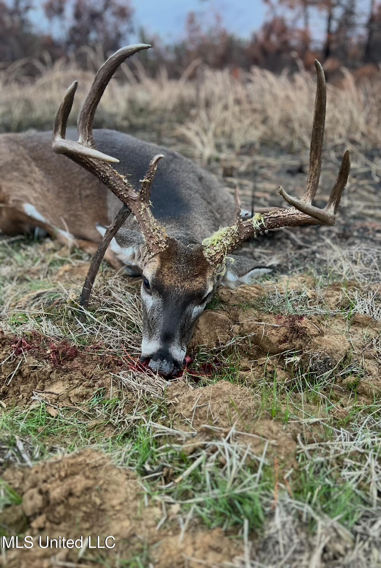 Ms- 4 Property Photo 108