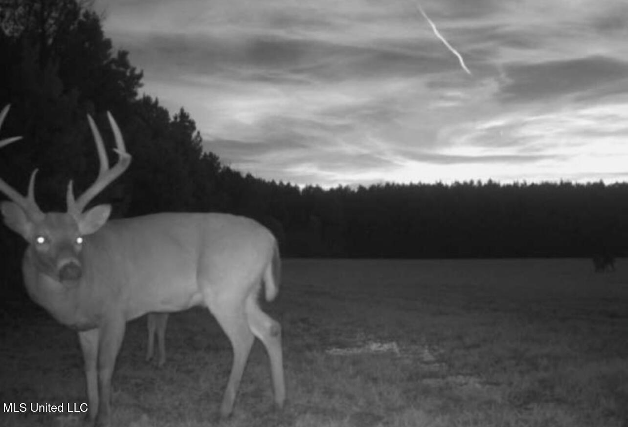 Ms- 4 Property Photo 114