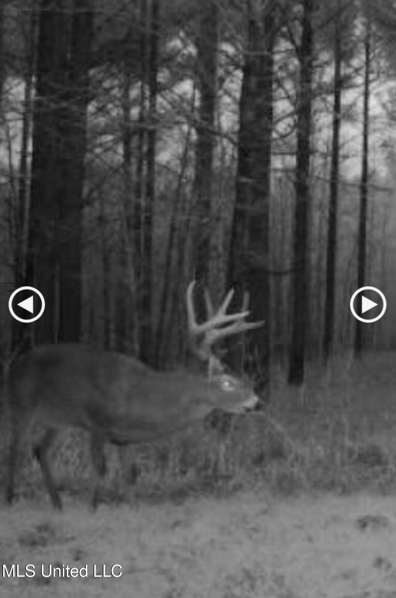 Ms- 4 Property Photo 115