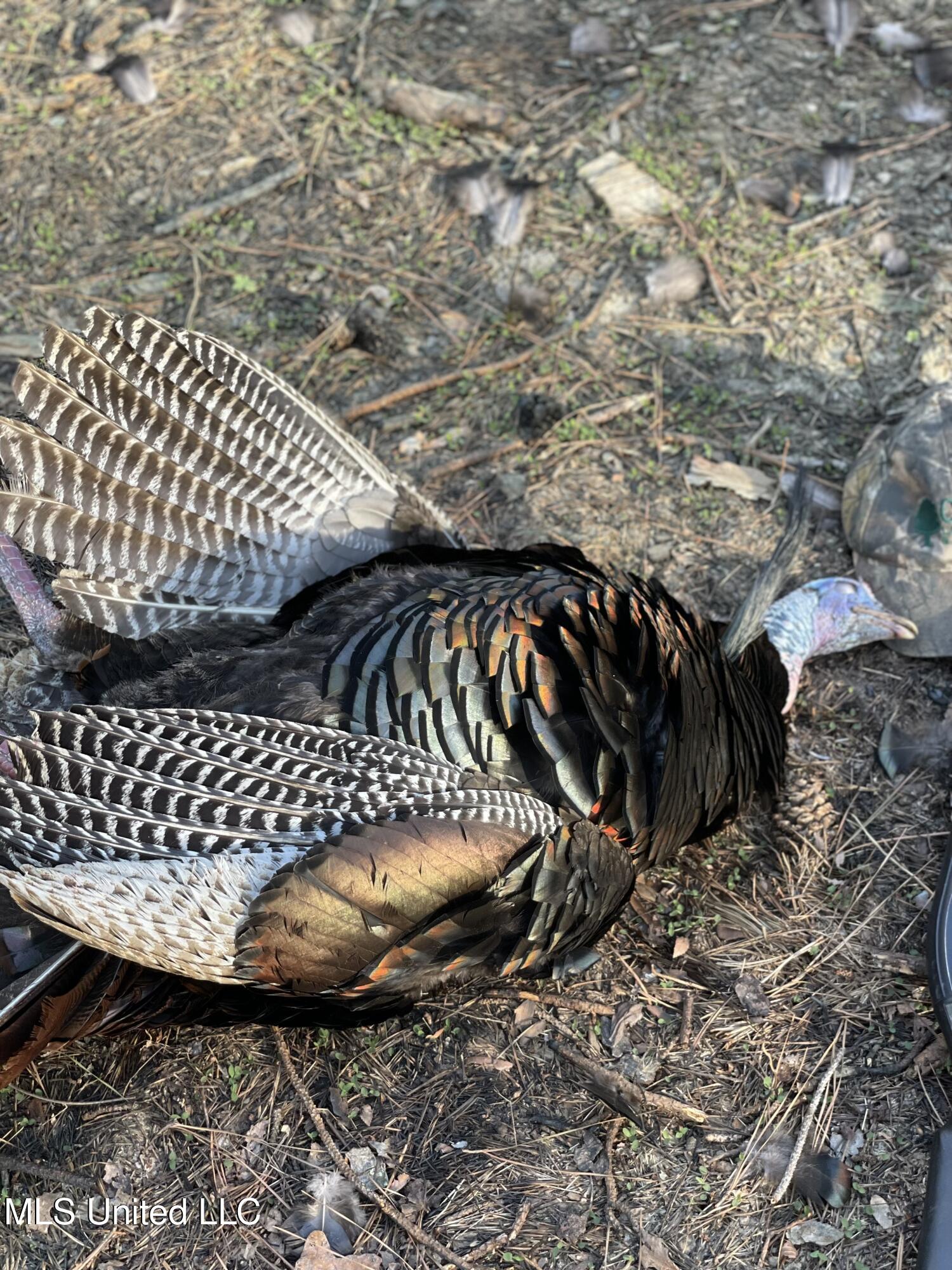 Ms- 4 Property Photo 124