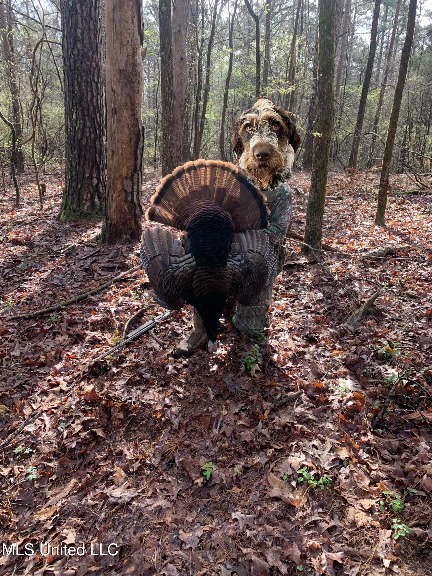 Ms- 4 Property Photo 137