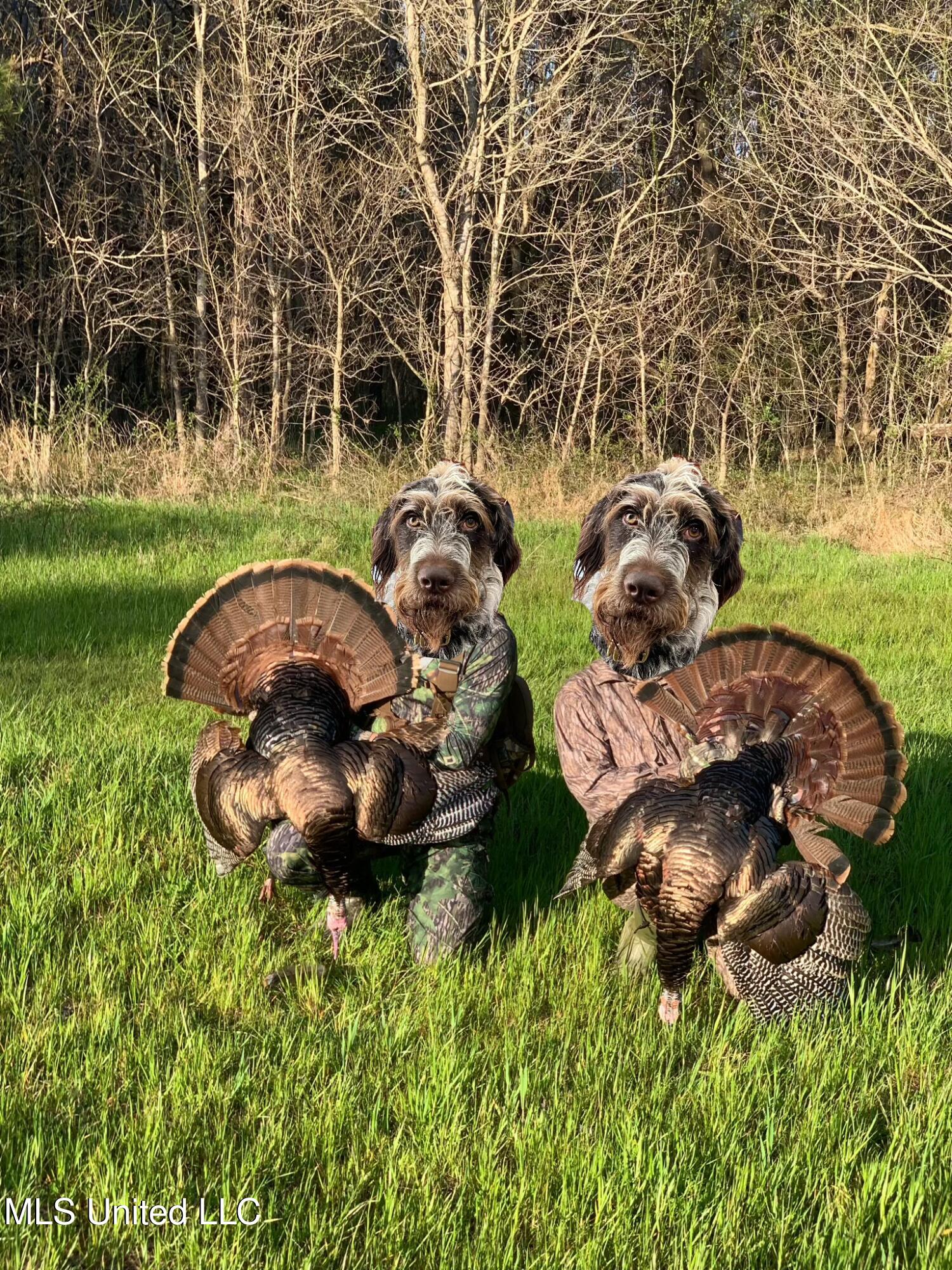 Ms- 4 Property Photo 138